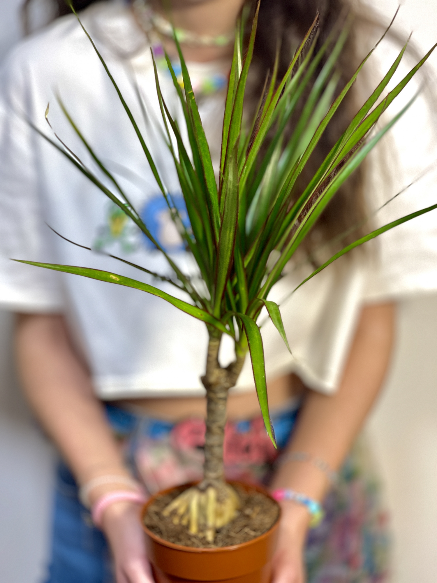Драцена Маргината Биколор (Dracaena Marginata Bicolor) D12см
