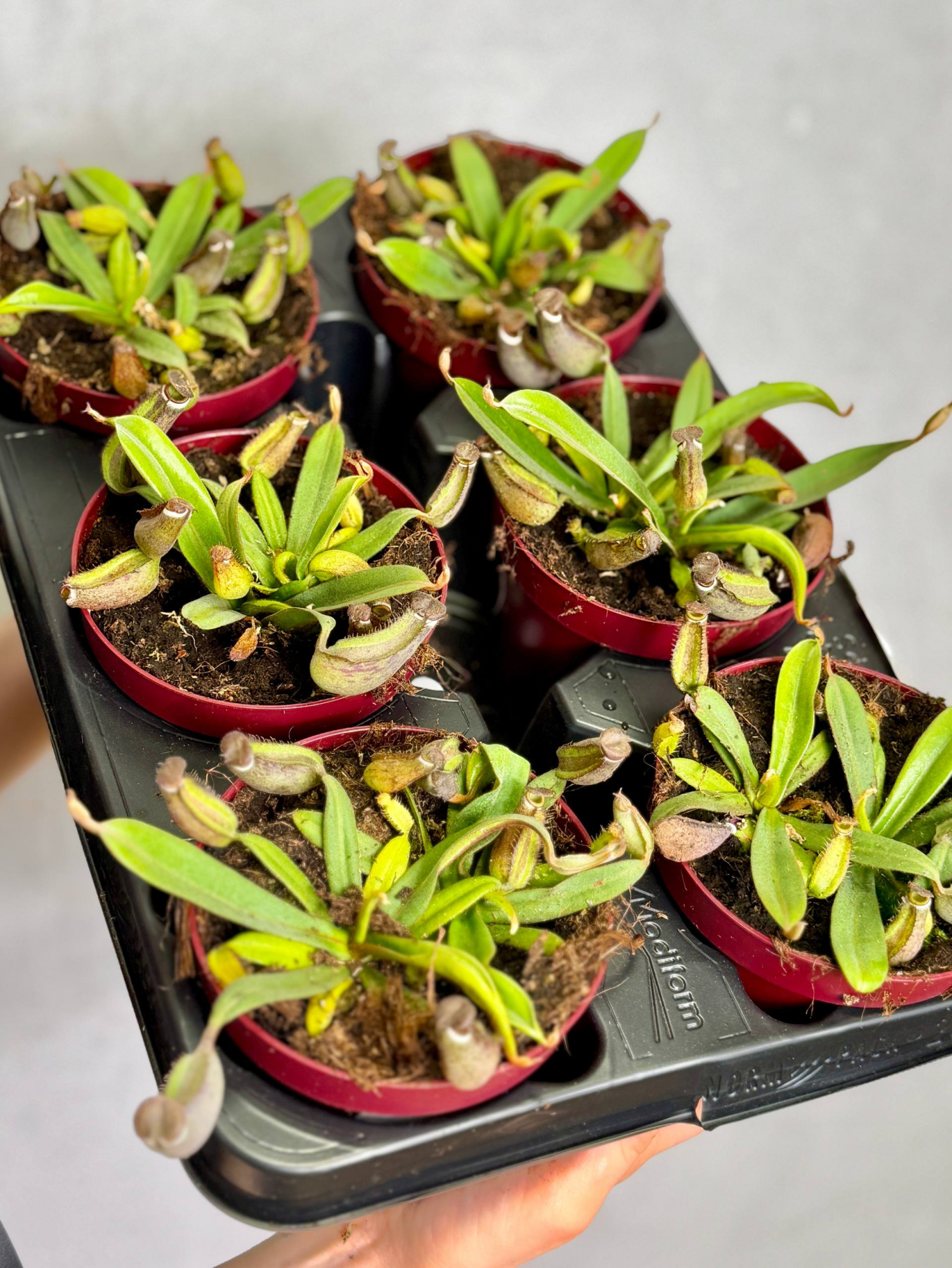 Непентес Альбомаргината (Nepenthes Albomarginata) D12см