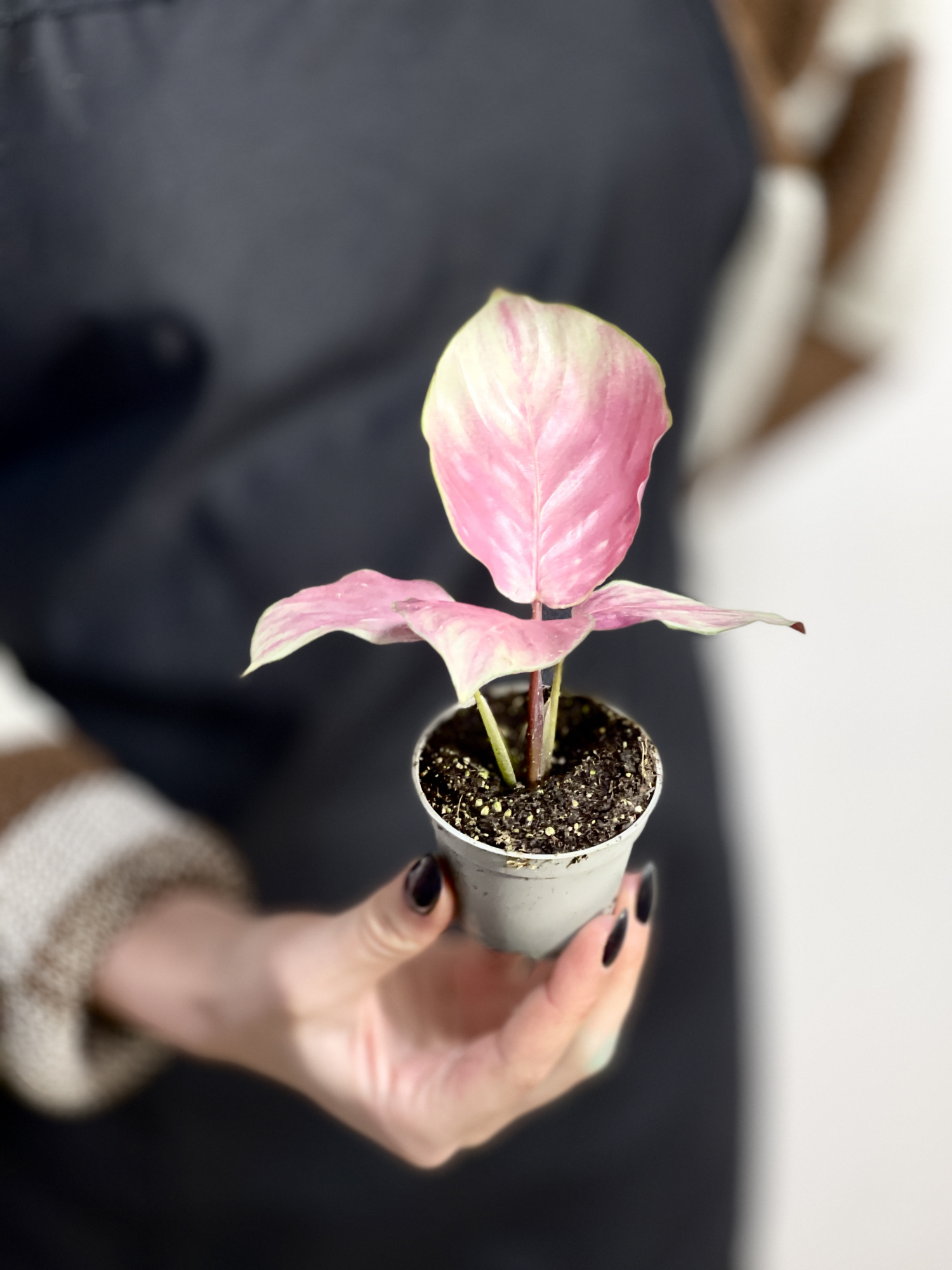 Калатея Сильвер Плейт (Calathea Silver Plate) D6см