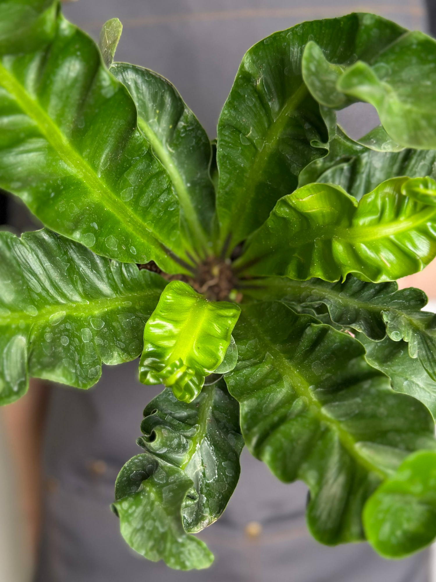 Асплениум Кобра (Asplenium Nidus Cobra) D12см