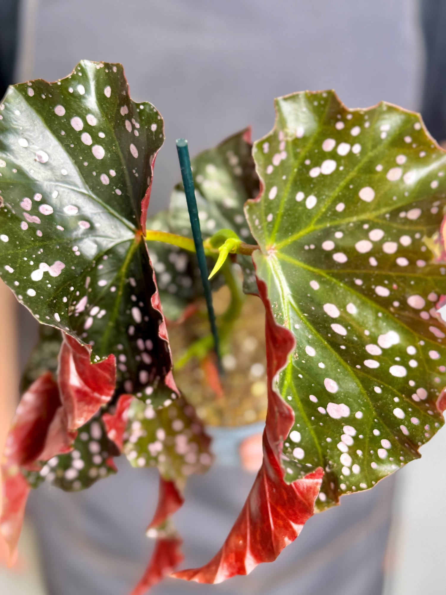 Бегония Краклин Рози (Begonia Cracklin Rosie) D12см