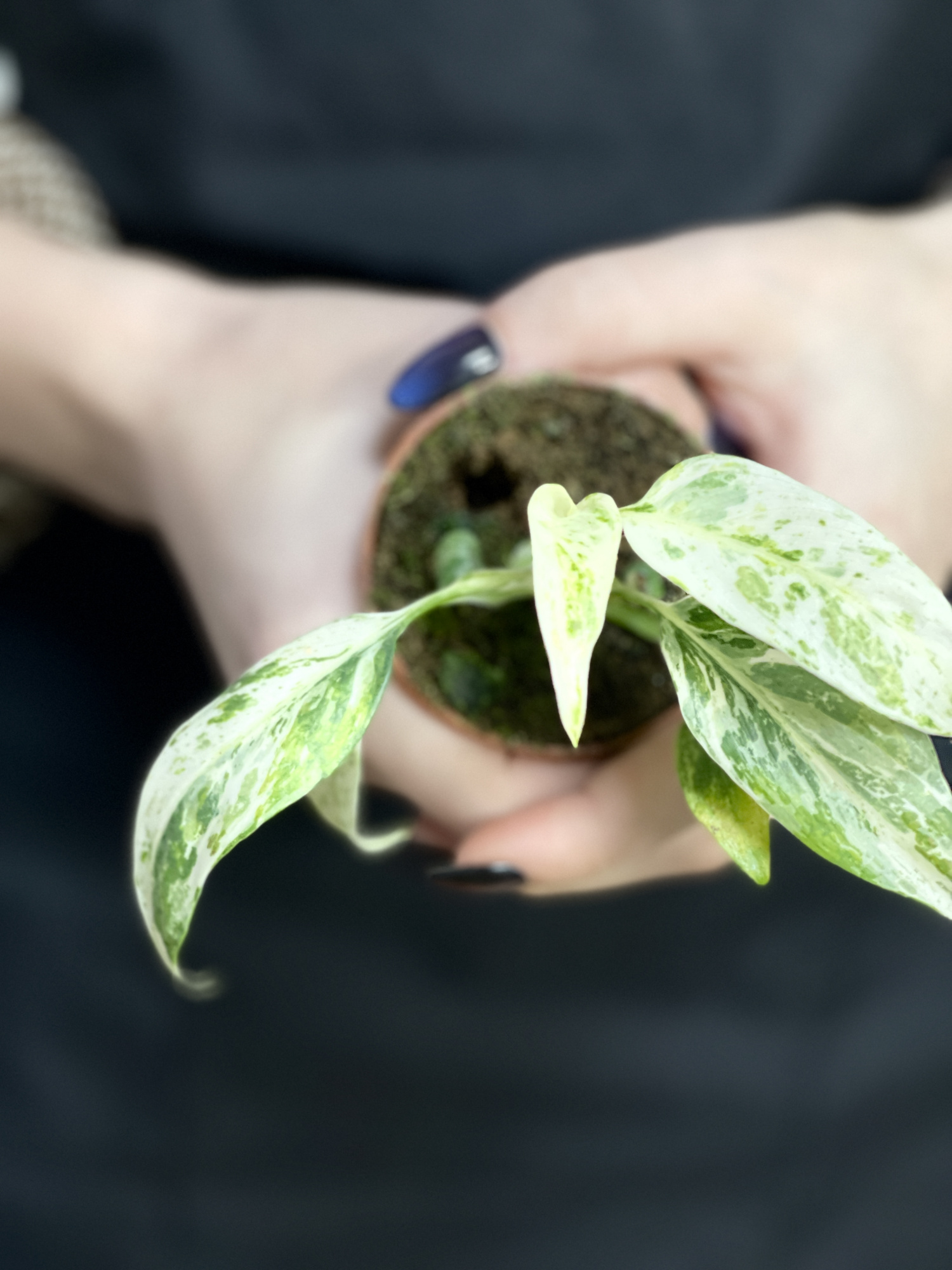 Рафидофора Пуберула Вариегата (Rhaphidophora Puberula Variegata) D6см
