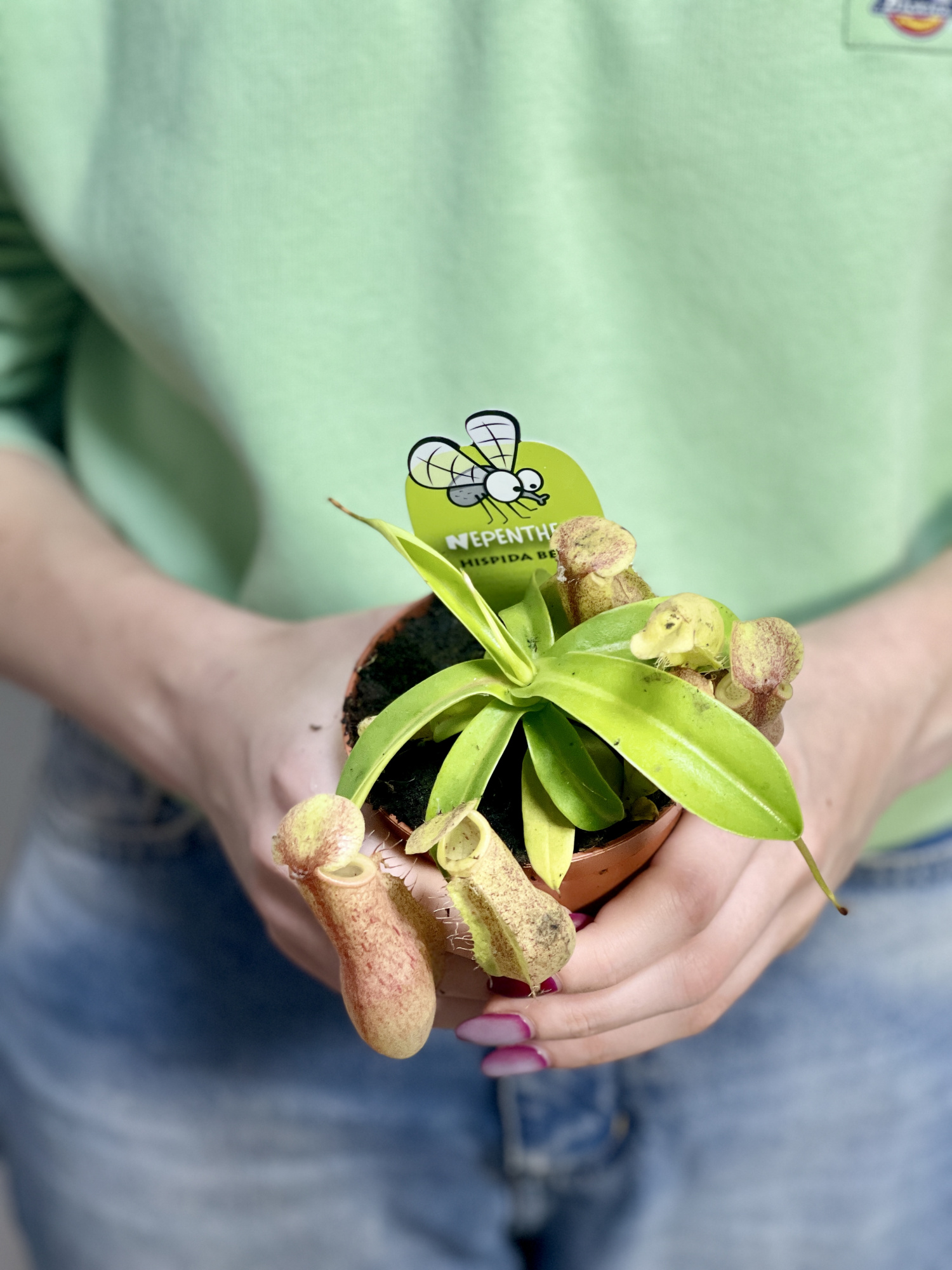 Непентес Линда (Nepenthes Linda) D9см