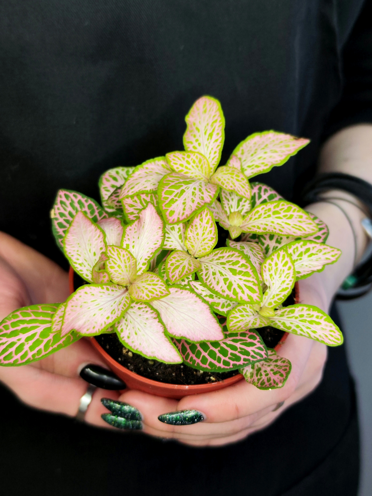 Фиттония Руби Лайм  (Fittonia Sallmon Ruby Lime) D8,5см