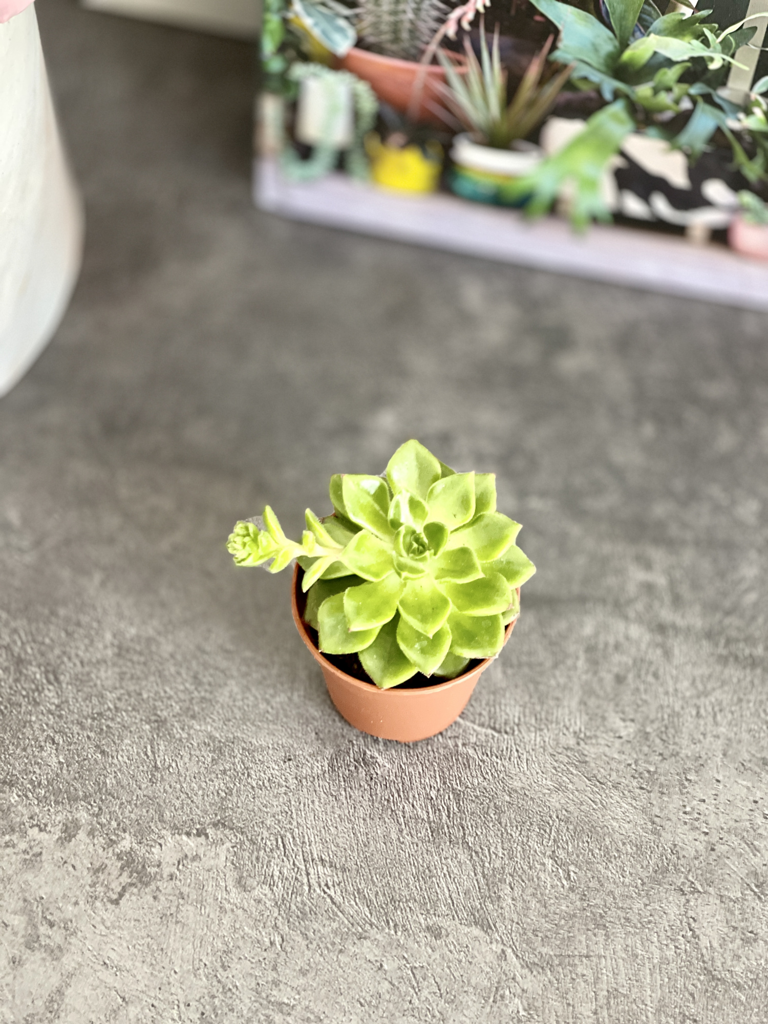 Эхеверия Аффинис Грин (Echeveria Affinis Green) D5см