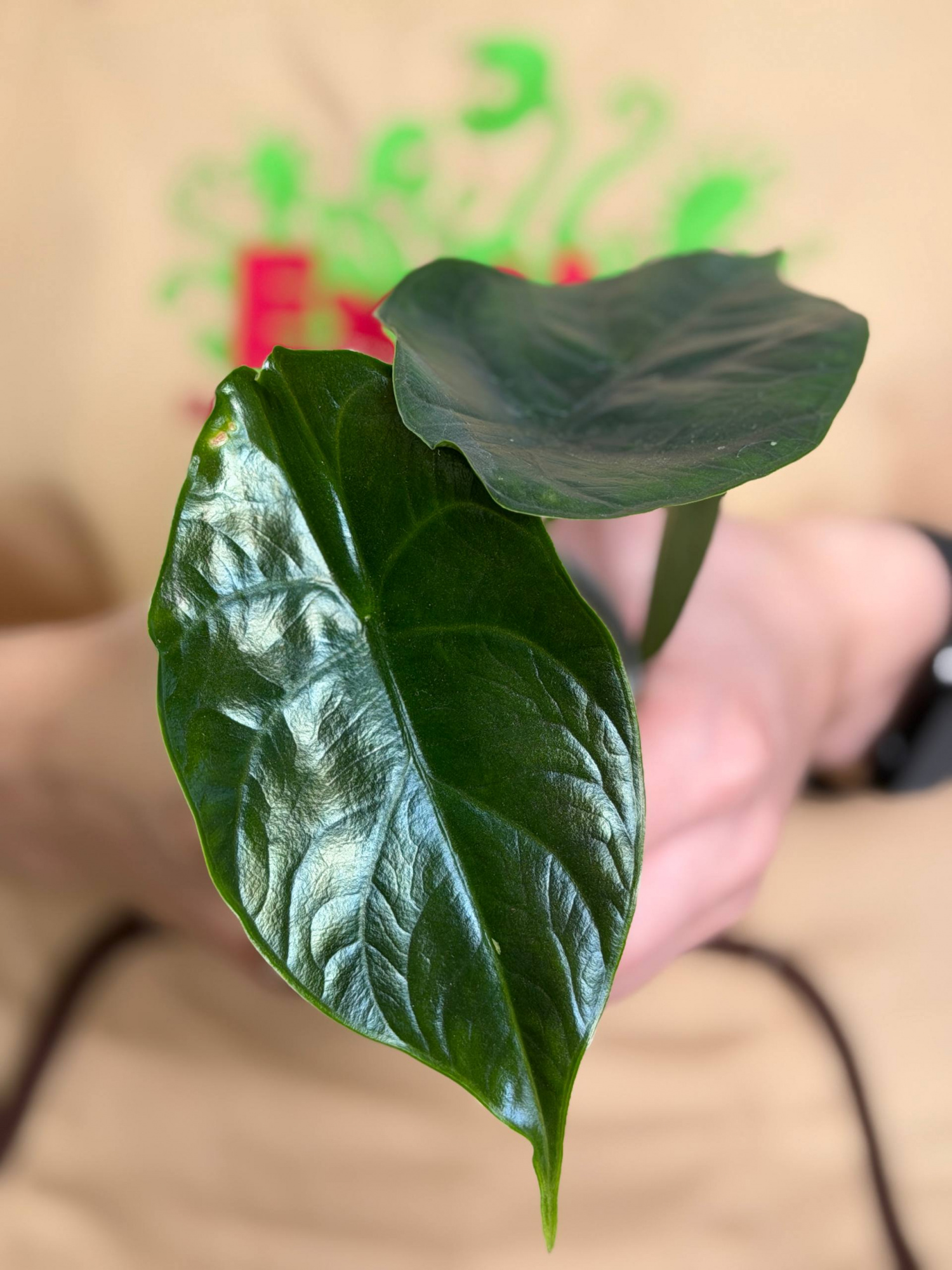 Алоказия Грин Юникорн, или Зеленый Единорог (Alocasia Green Unicorn) D6см
