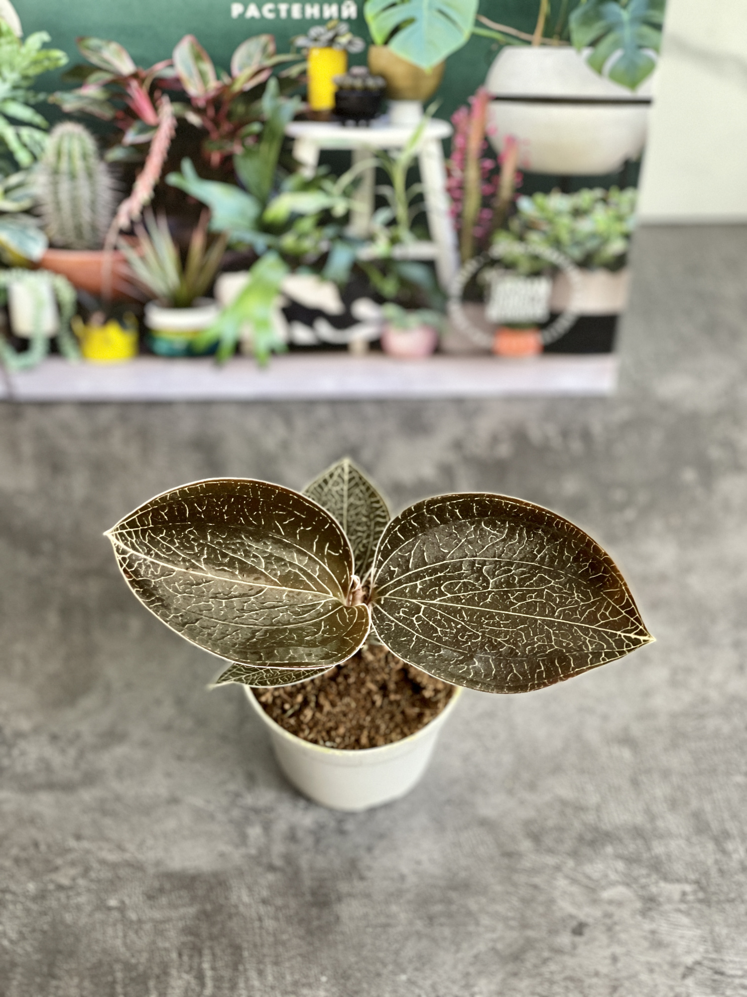 Орхидея Драгоценная Карма Оникс (Jewel Orchid Karma Onyx) D7см