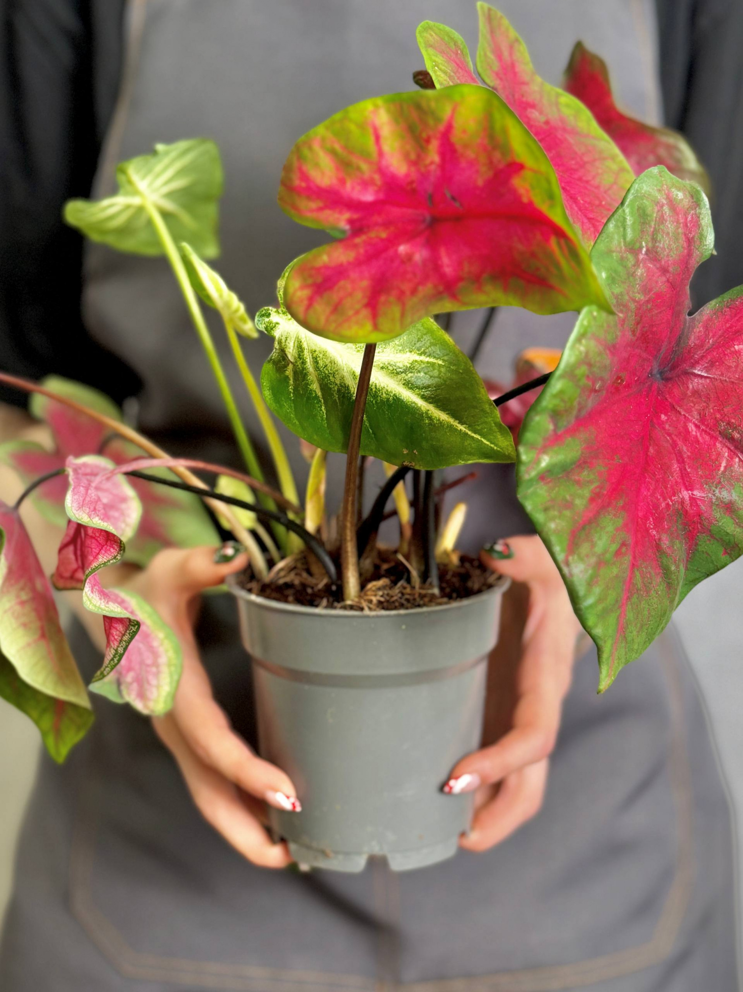 Каладиум Миксовый (Caladium Mix) D12см