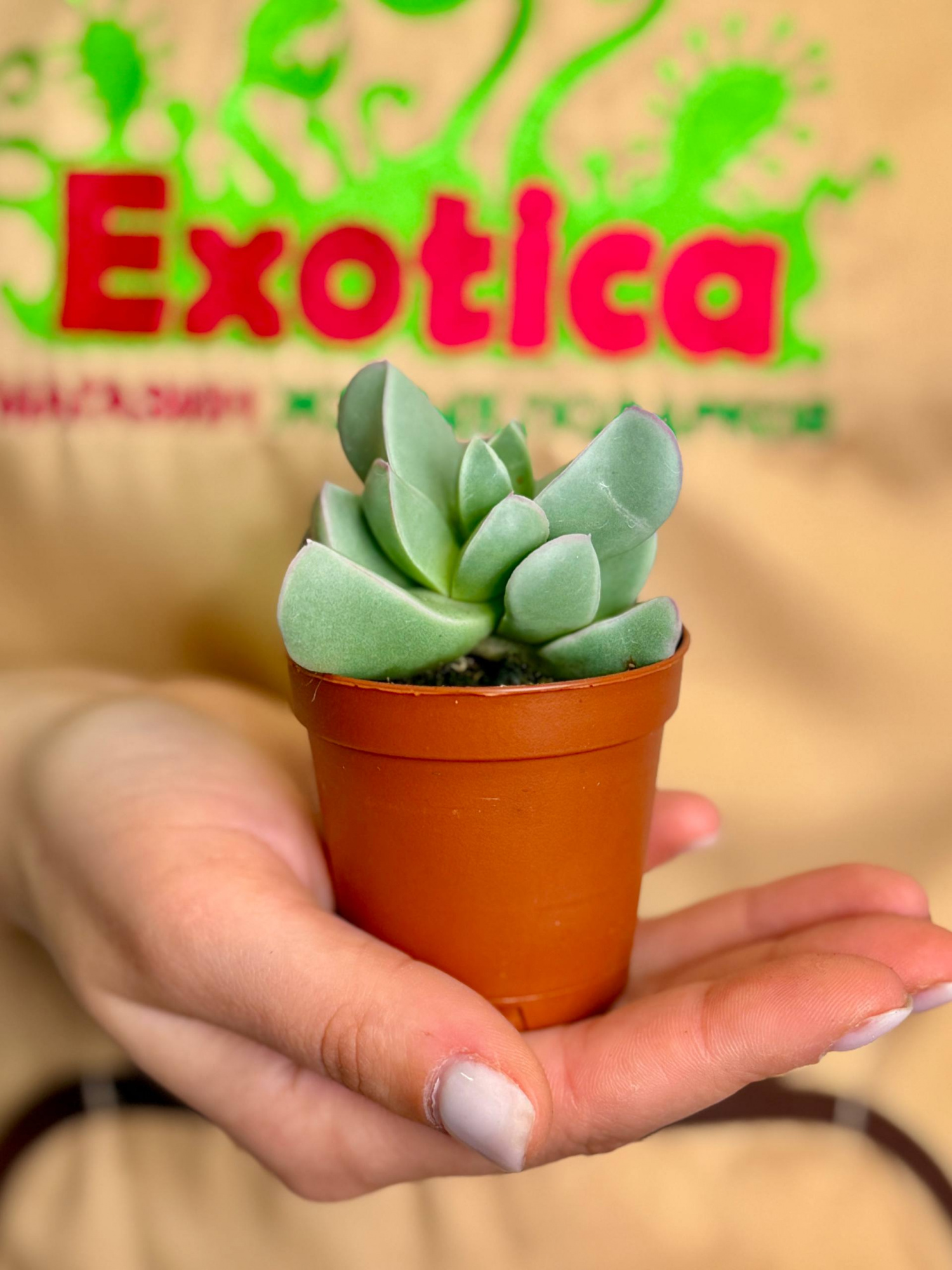 Махайрофиллум Коротколистный (Machairophyllum Brevifolium) D5см