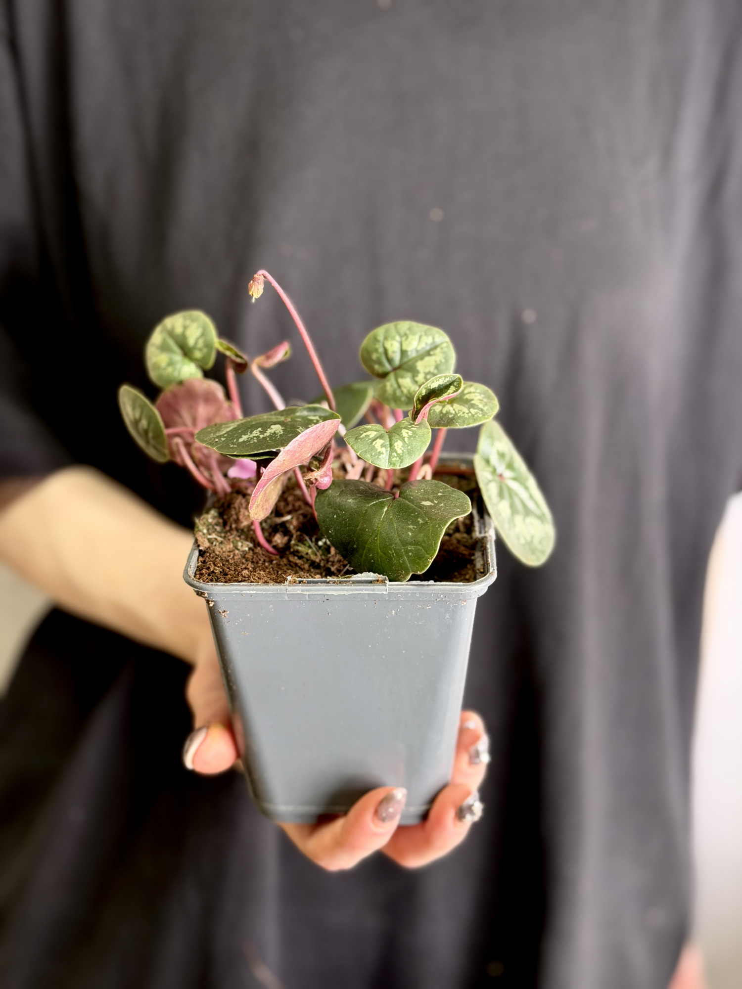 Цикламен Косский Лайт Роуз (Cyclamen Coum Light Rose) D8см