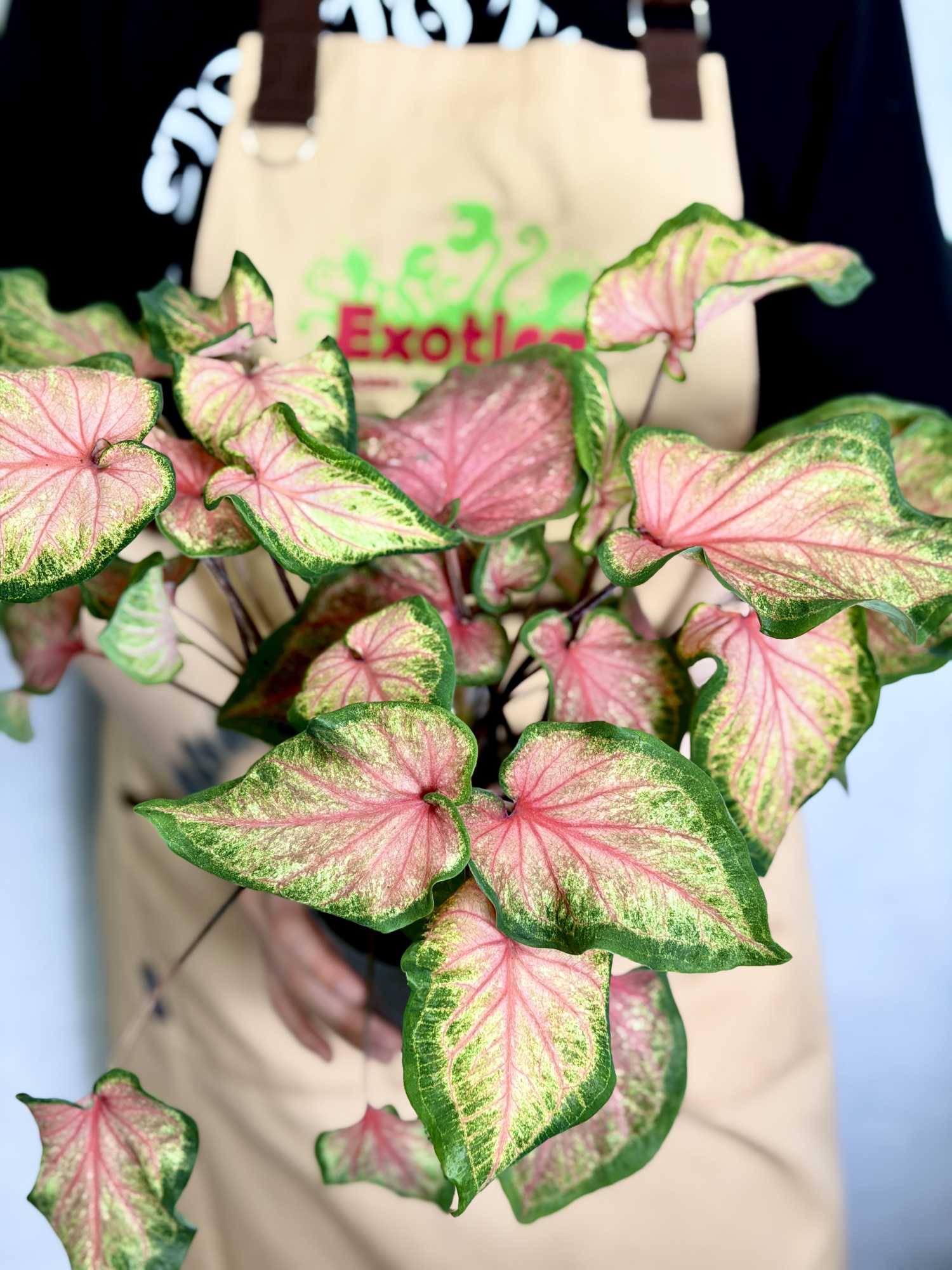 Каладиум Чинук (Caladium Chinook) D12см