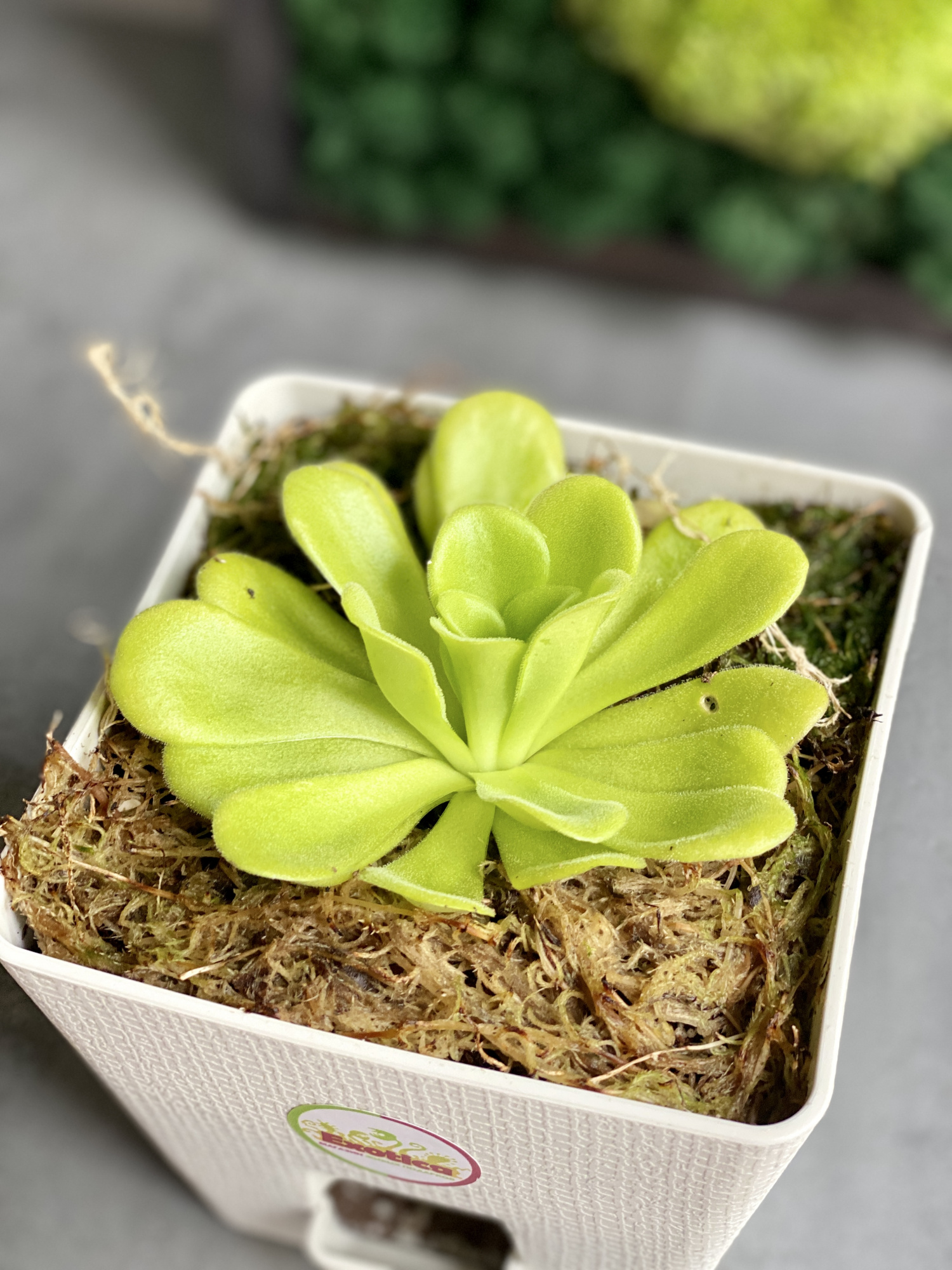 Жирянка Агната (Pinguicula Agnata) пересаженная D12см