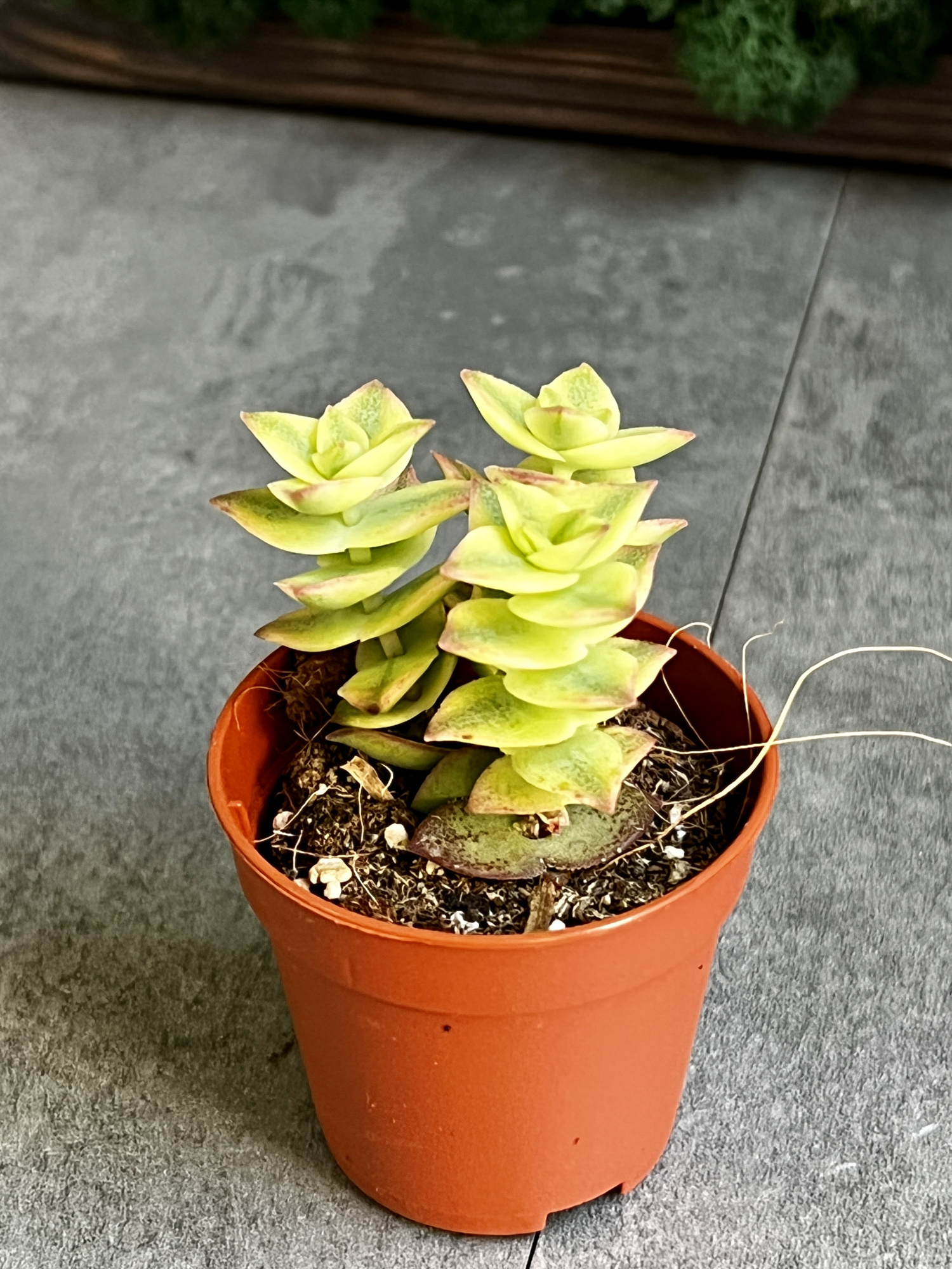 Крассула Перфората Вариегатная (Crassula Perforata Variegata) D5см