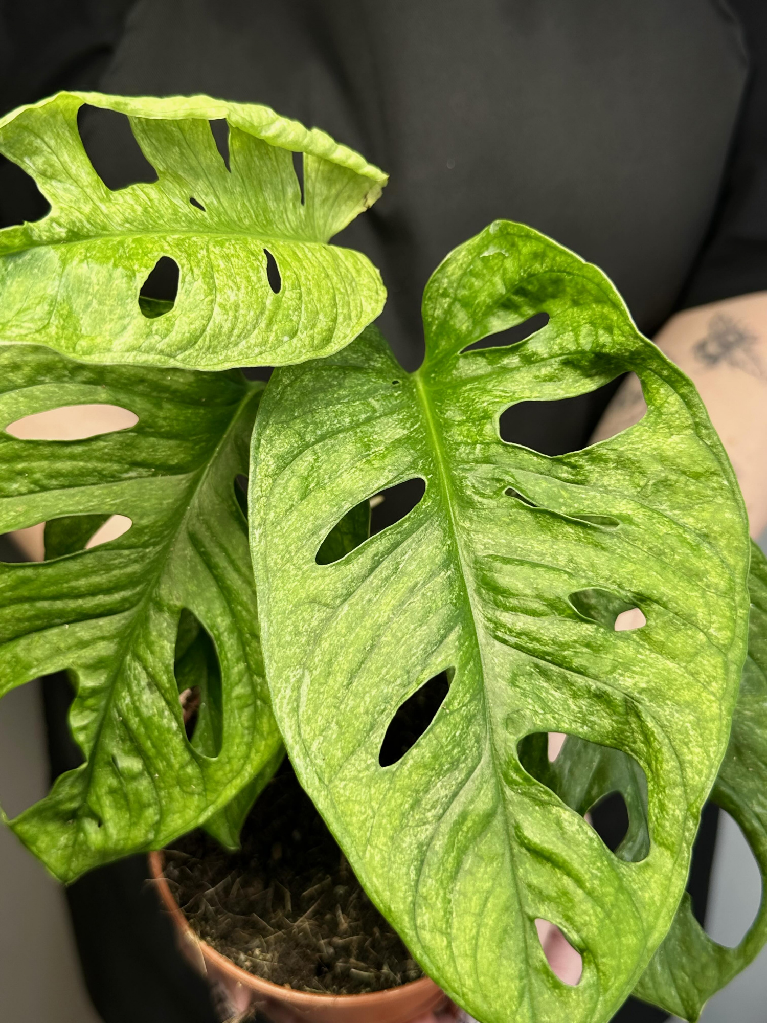 Монстера Адансона Вариегатная Минт (Monstera Adansonii Mint Variegated) D12см