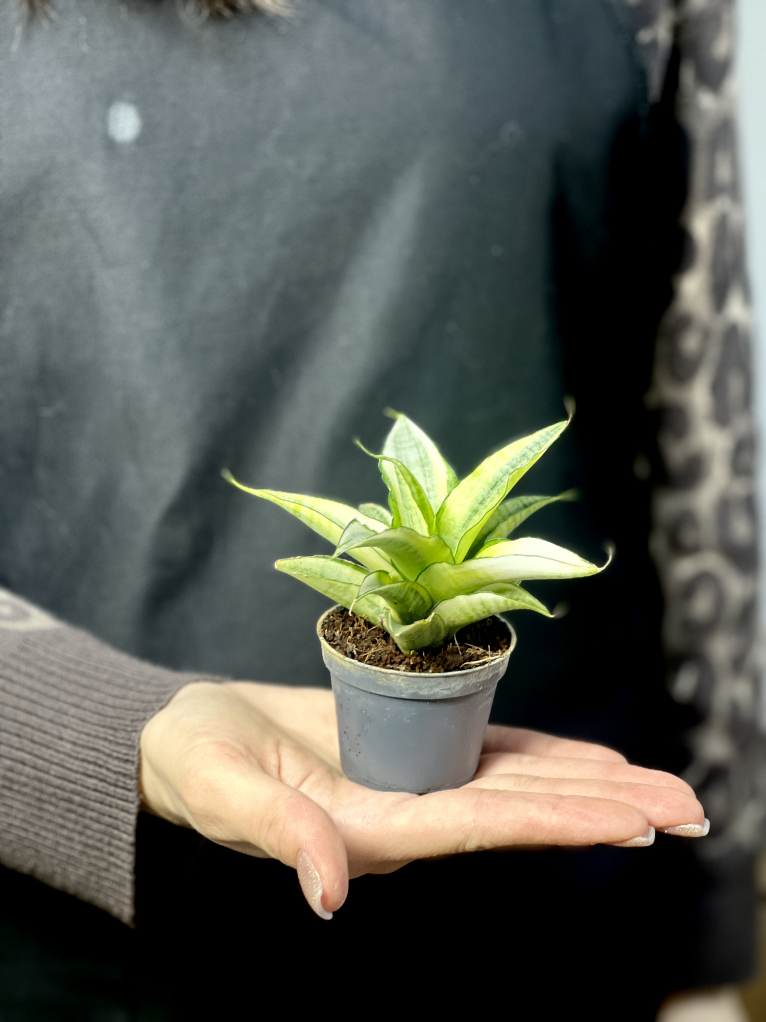 Cансевиерия Габриэлла Вариегатная (Sansevieria Gabriella Variegata) D6см