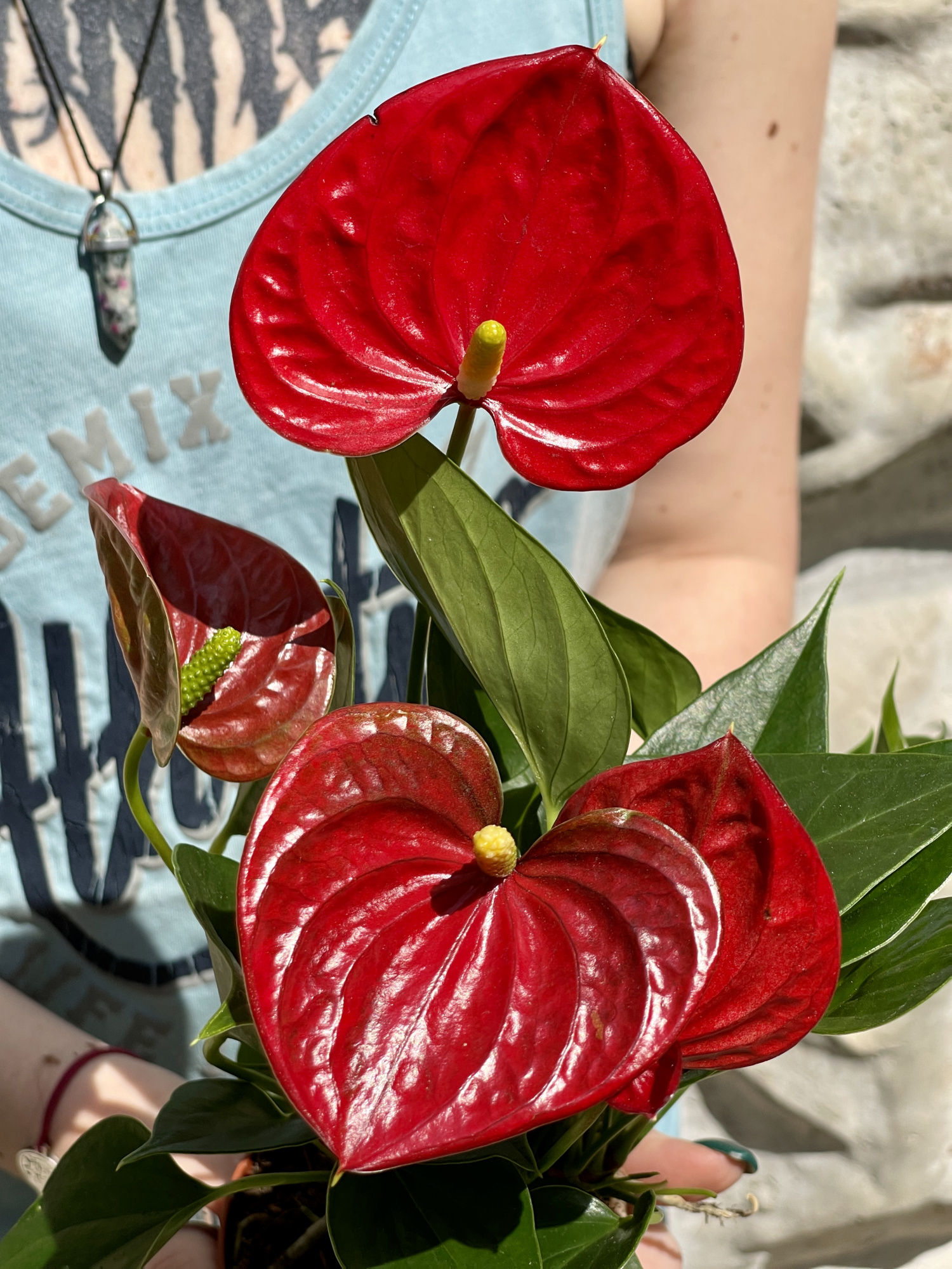 Антуриум Андре Красный (Anthurium Аndraeanum Red) D9см