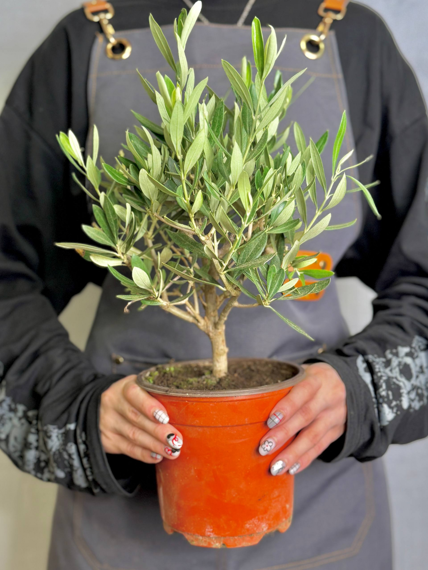 Олива европейская, или Оливковое дерево (Olea Europaea Bush) D15см