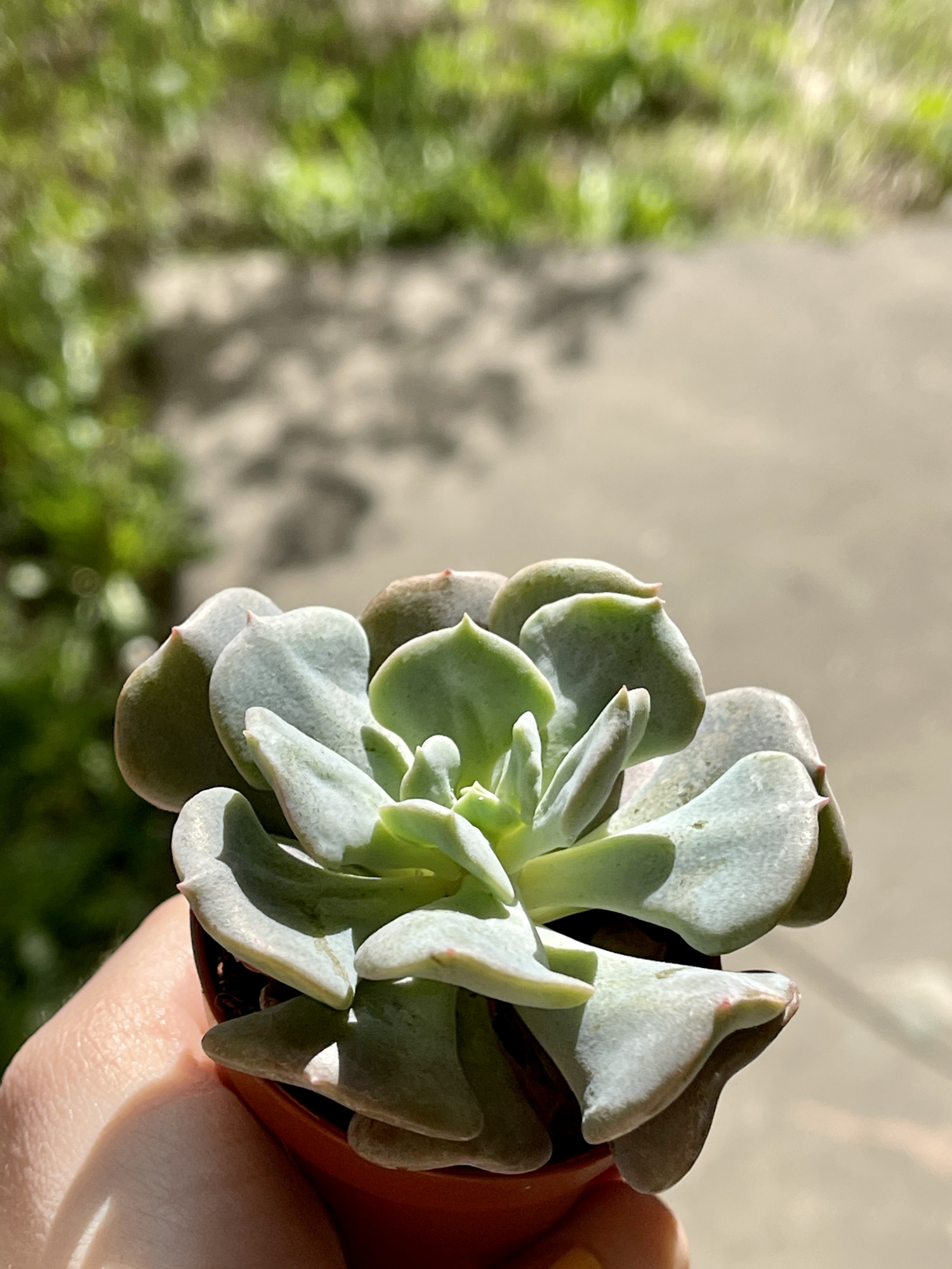 Эхеверия Топси Турви (Echeveria Topsy Turvy) D5см