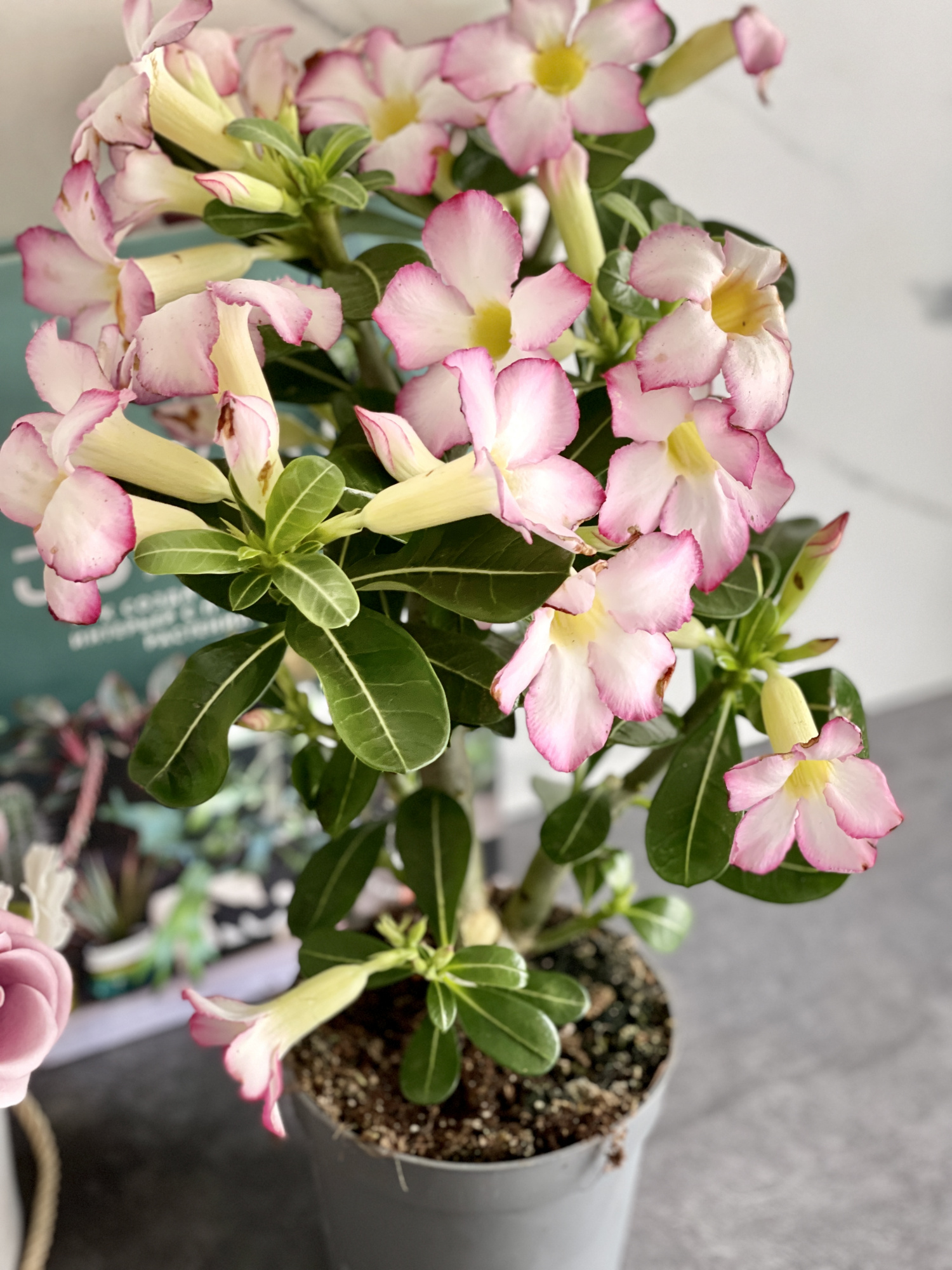 Адениум Тучный Пинк Стар (Adenium Obesum Pink Star) D12см