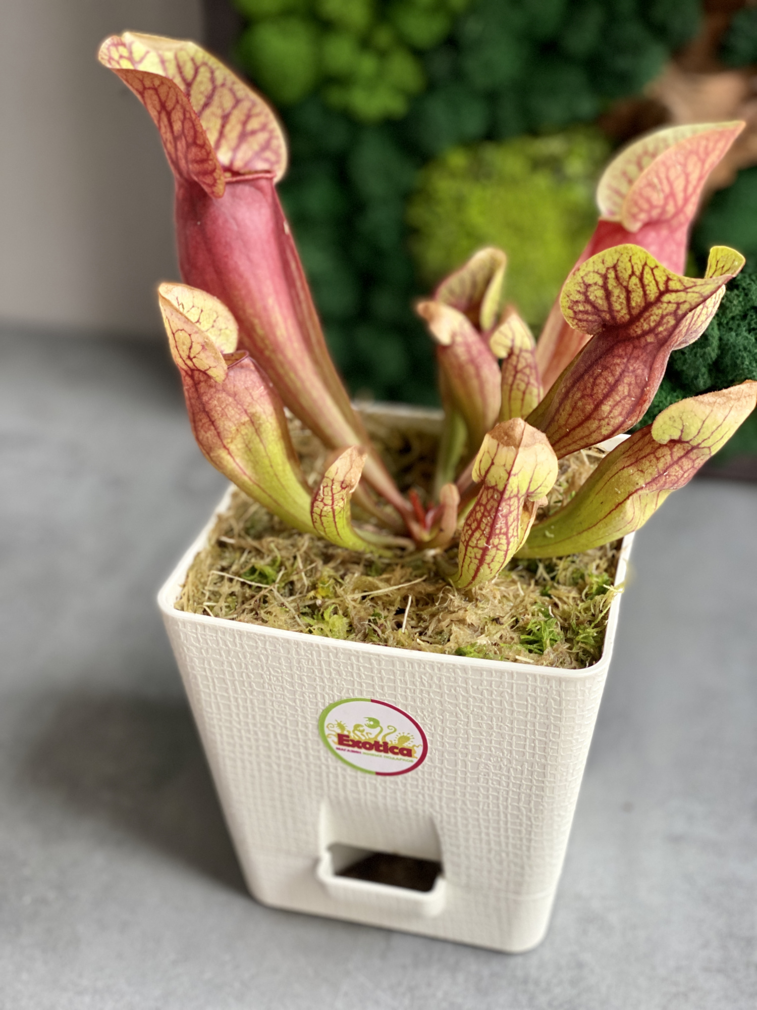 Саррацения Дракула (Sarracenia Dracula) пересаженная D12см