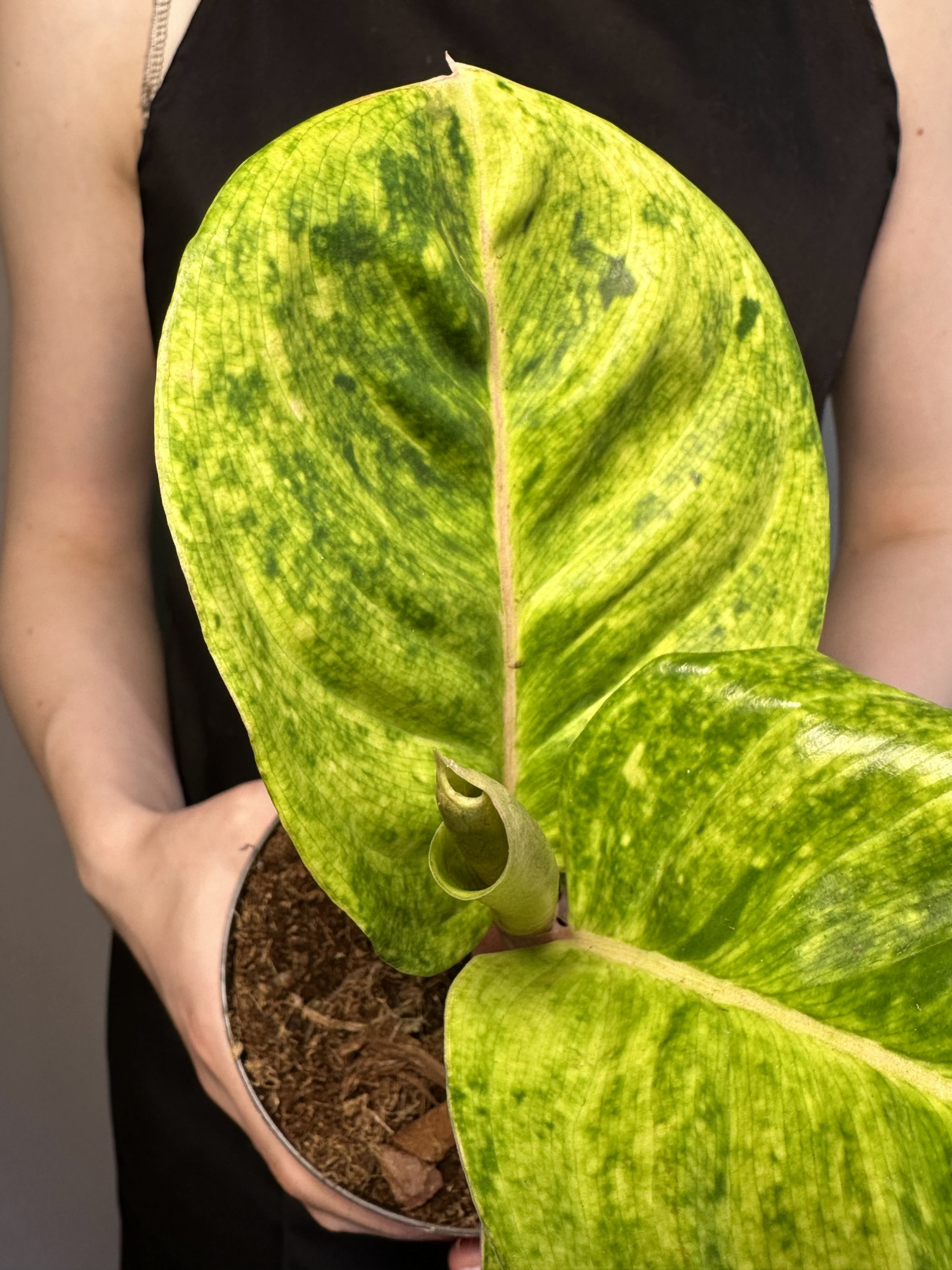 Аглаонема Эпл Фэнтези (Aglaonema Apple Fantasy) D12см