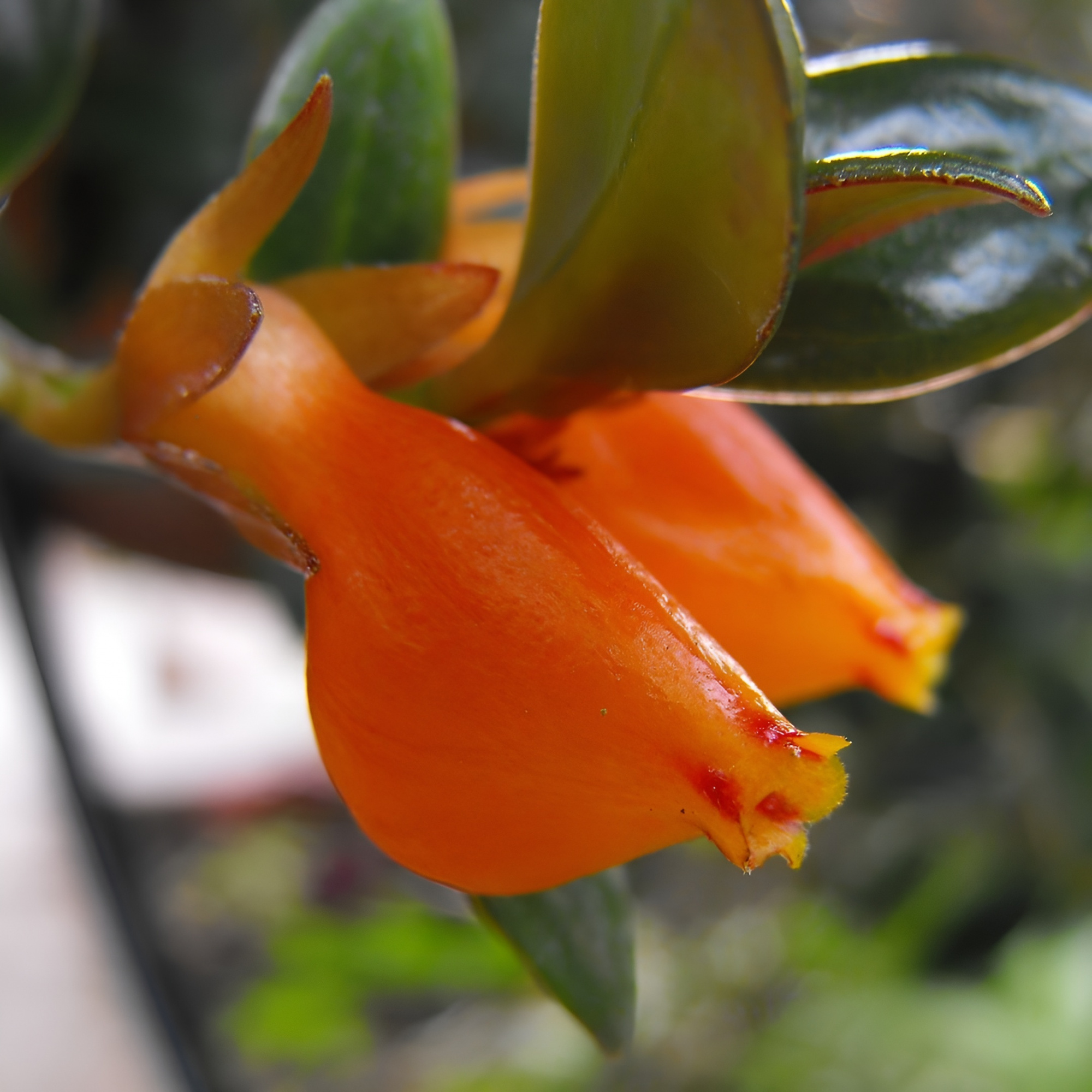 Нематантус, или Золотая Рыбка (Nematanthus) D6см