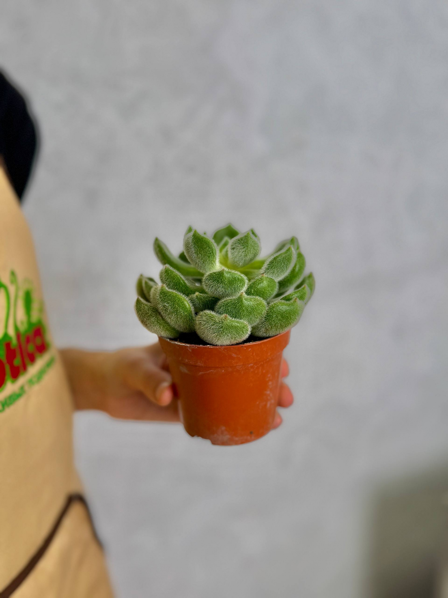 Эхеверия Сетоза Щетинистая (Echeveria Setosa) D8,5см