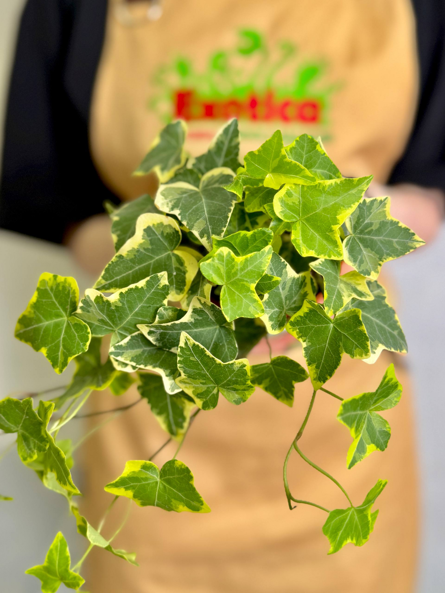 Хедера Хеликс Вариегата Йеллоу (Hedera Helix Variegata Yellow) D9см