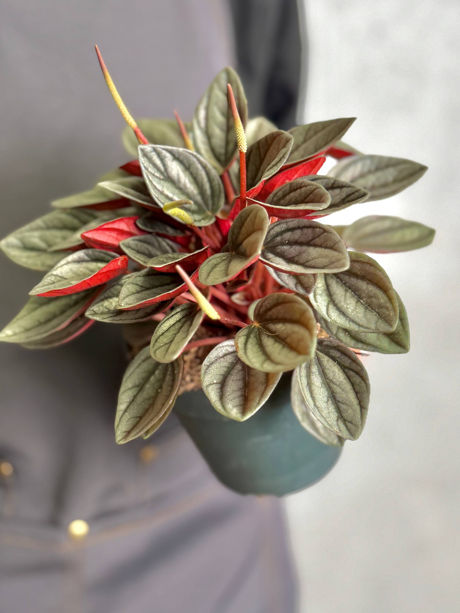 Пеперомия Каперата Санторини (Peperomia Santorini) D12см