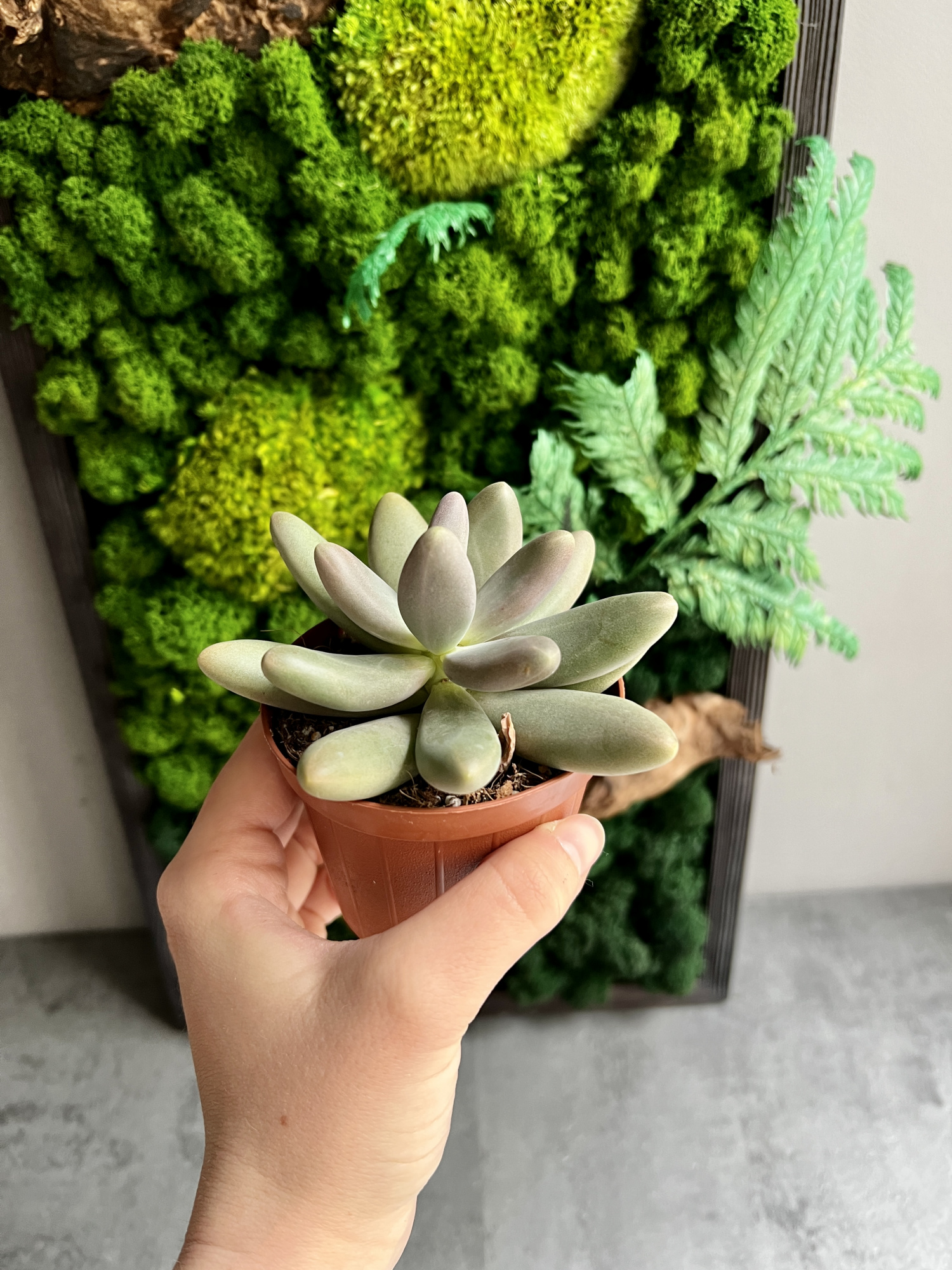 Пахифитум Даймонд (Pachyphytum Diamond) D8см