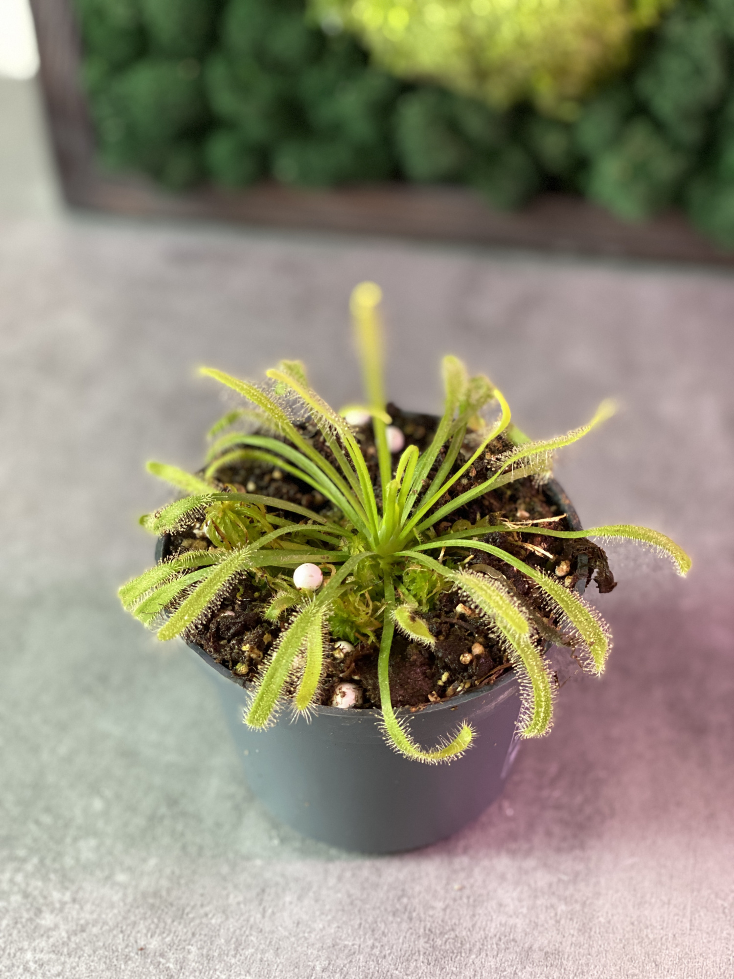 Росянка Альба (Drosera Alba) росток D5см
