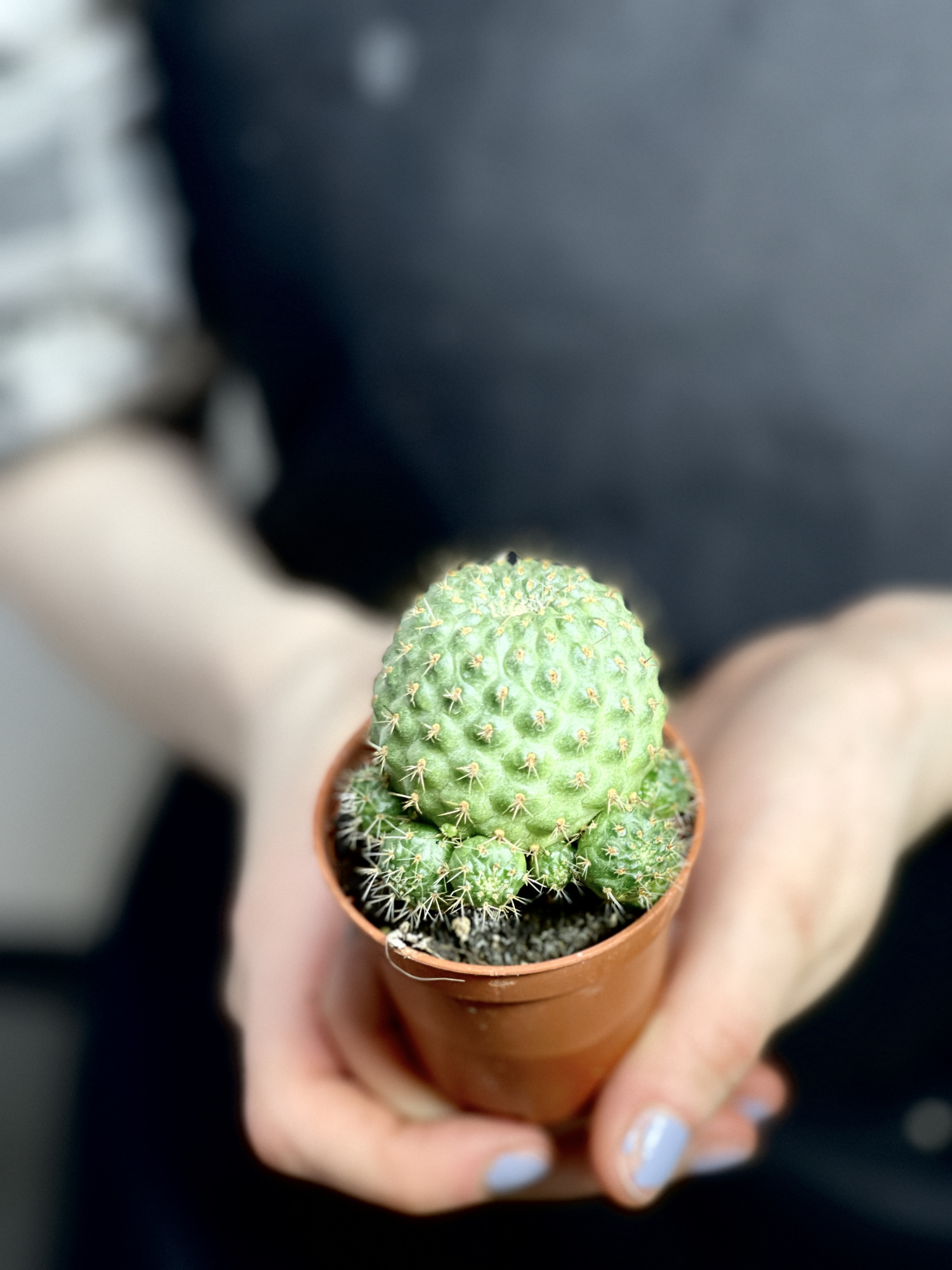 Ребуция Нитида (Rebutia Nitida) D5см
