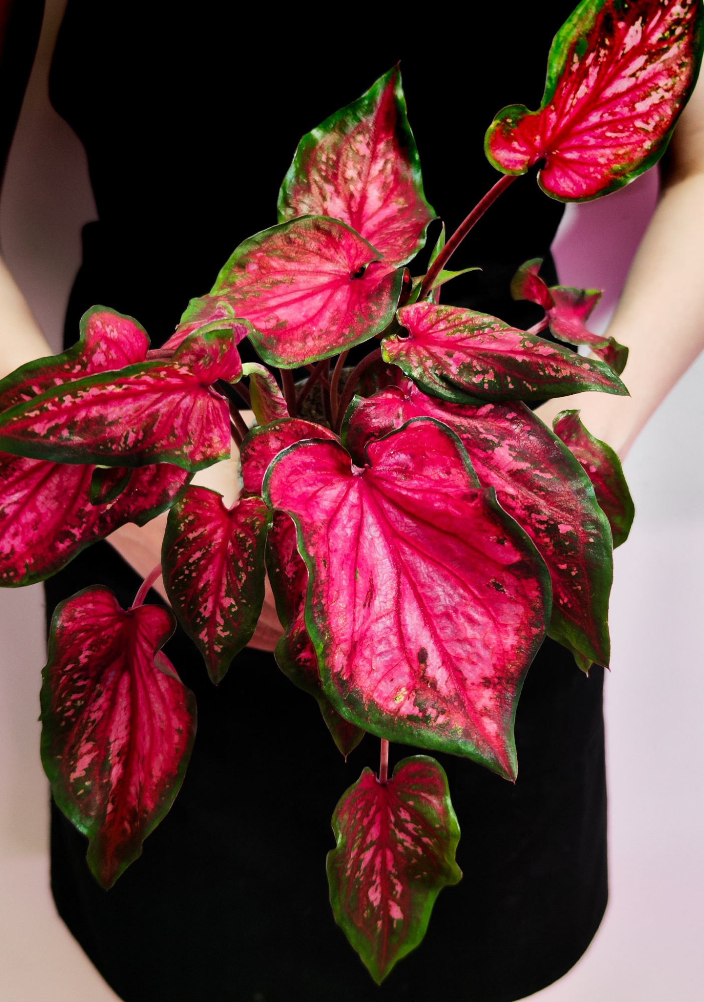 Каладиум Скарлет Флейм (Caladium Scarlet Flame) D12см