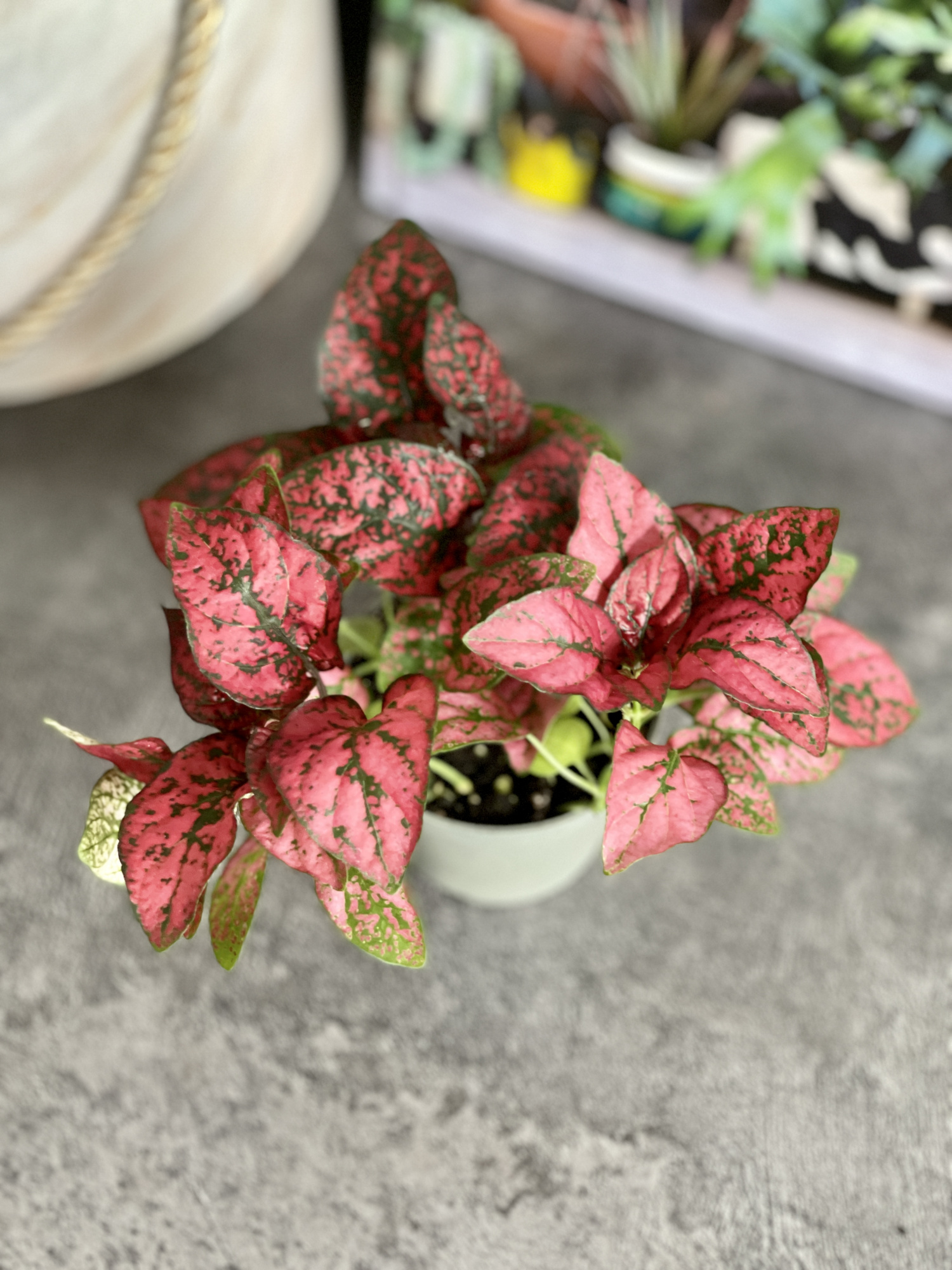 Гипоэстес Листоколосковый Ред (Hypoestes Phyllostachya Red) D6см