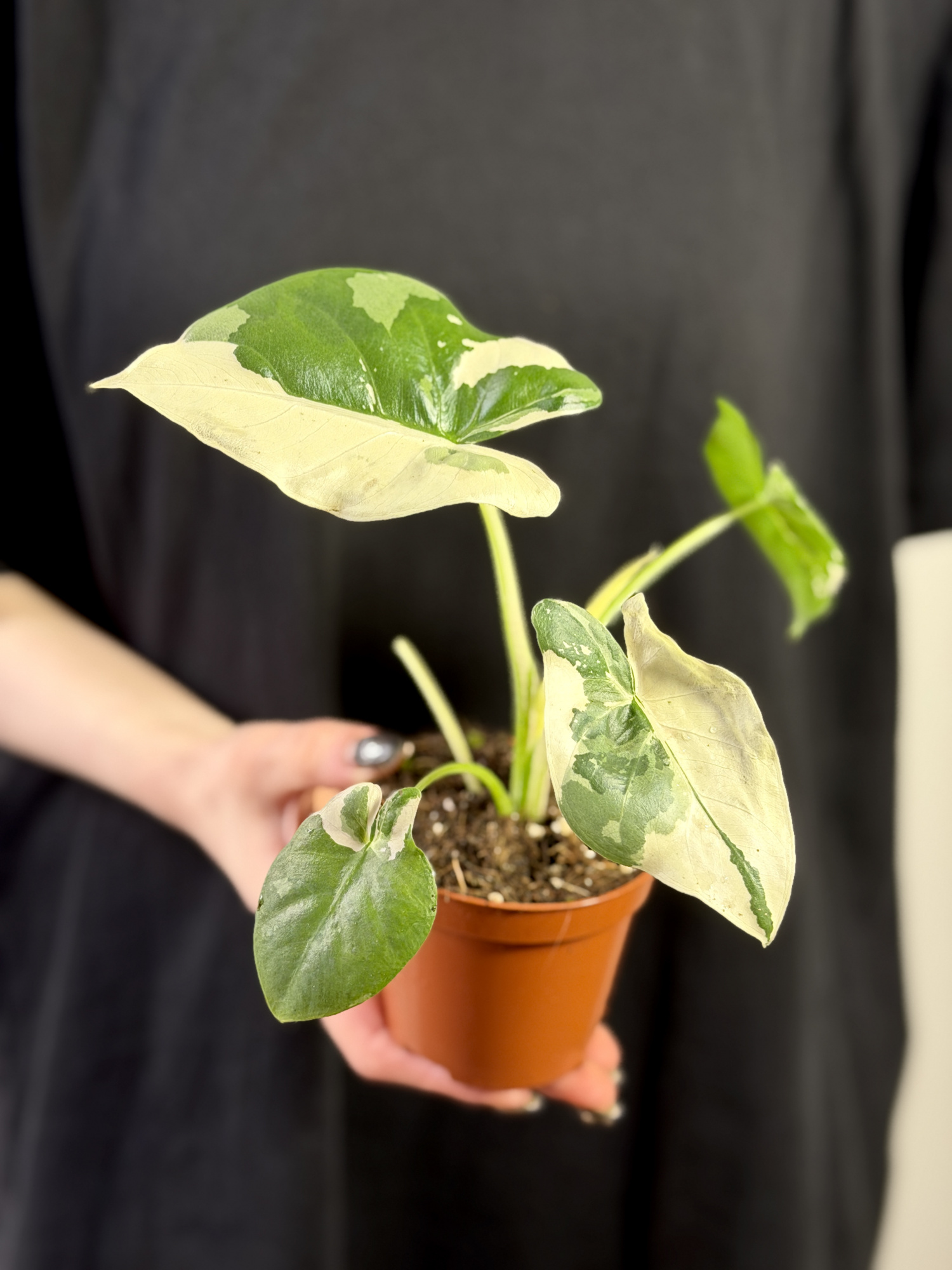 Алоказия Макрориза Вариегатная (Alocasia Macrorrhiza Variegata) D9см