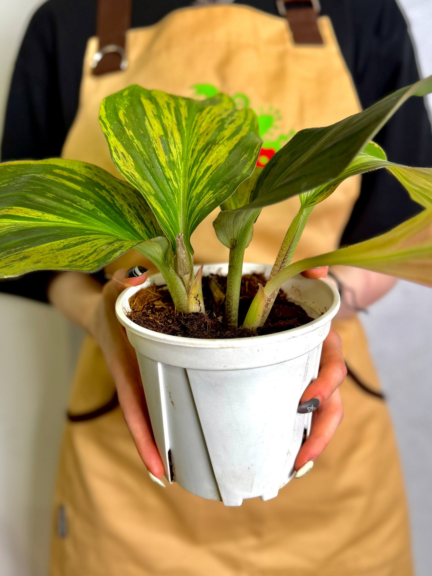 Кемпферия Гибридная Вариегатная (Kaempferia Hydrid Variegated) D13см