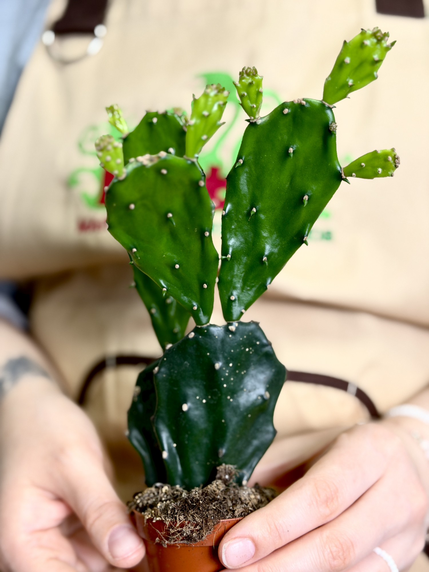 Опунция Ямайская (Opuntia Jamaicensis) D6см
