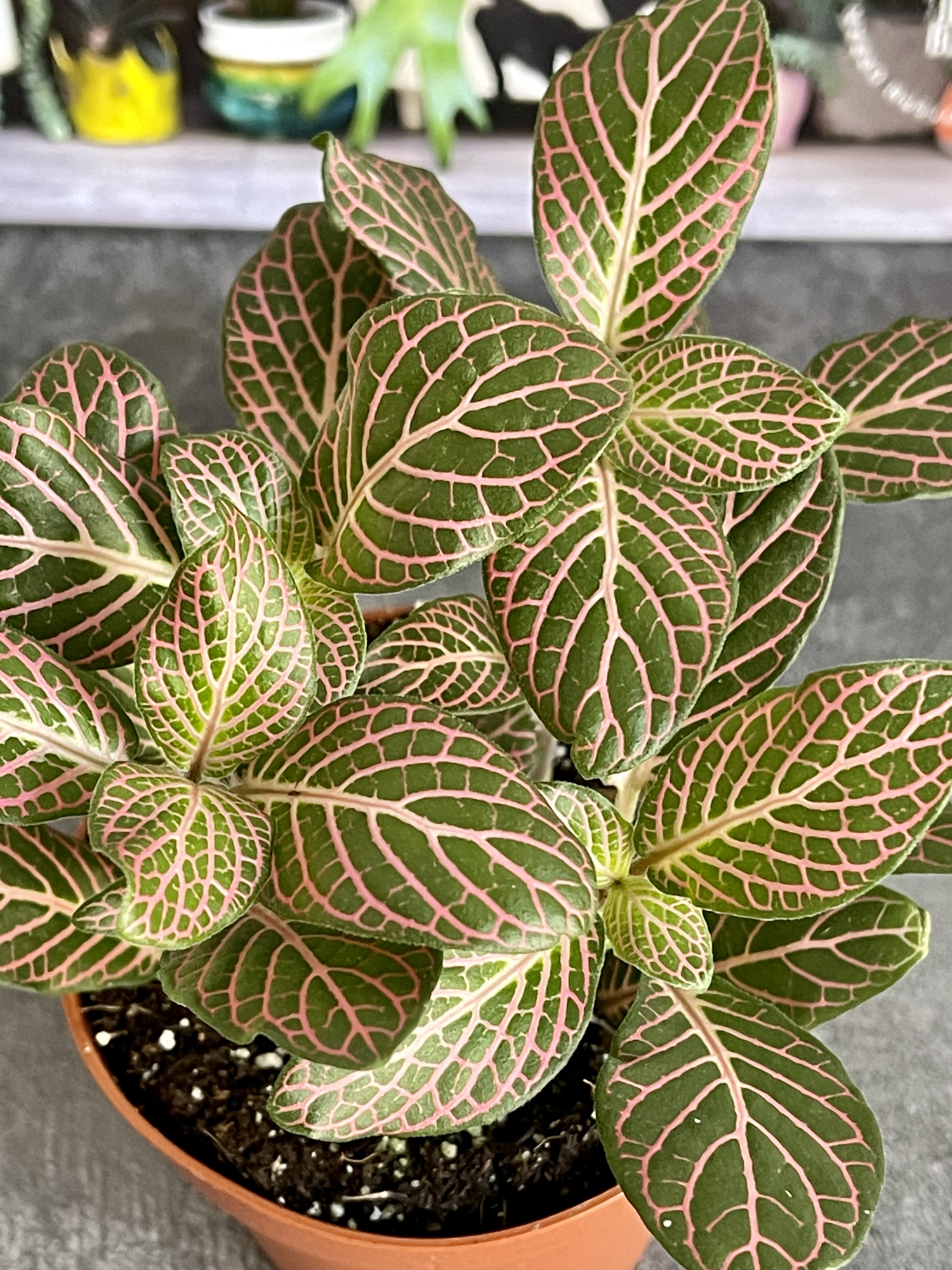 Фиттония Красный Ангел (Fittonia Red Angel) D8,5см
