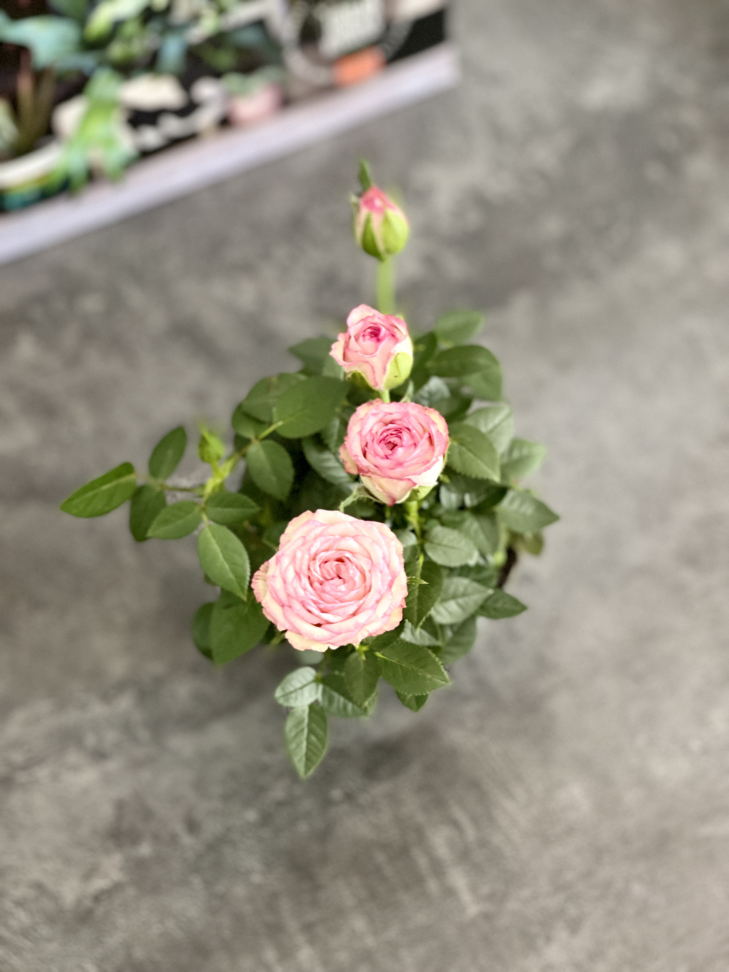 Роза Даника комнатная светло - розовая (Rosa Danica "Light Pink") D6см