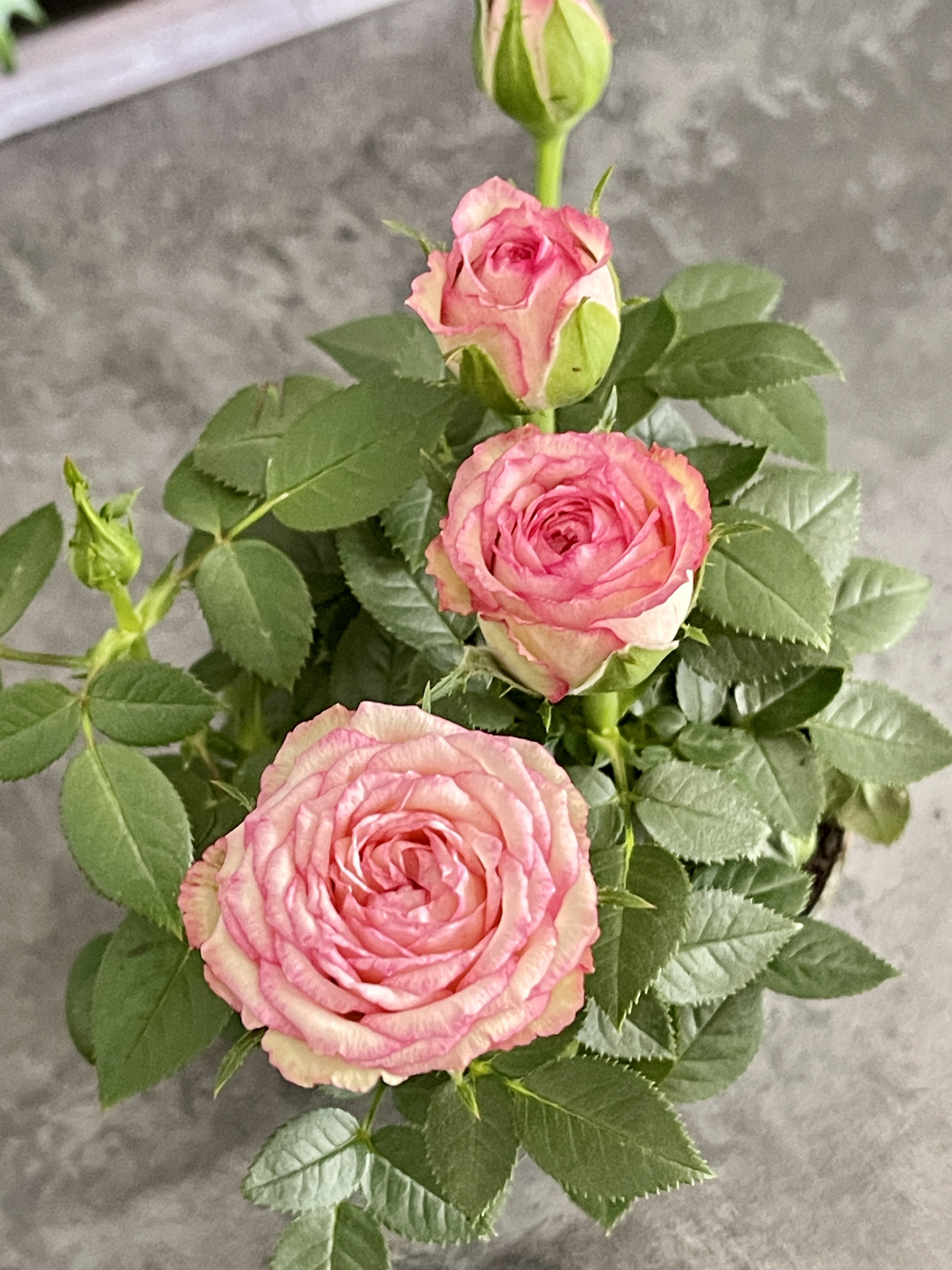 Роза Даника комнатная светло - розовая (Rosa Danica "Light Pink") D6см