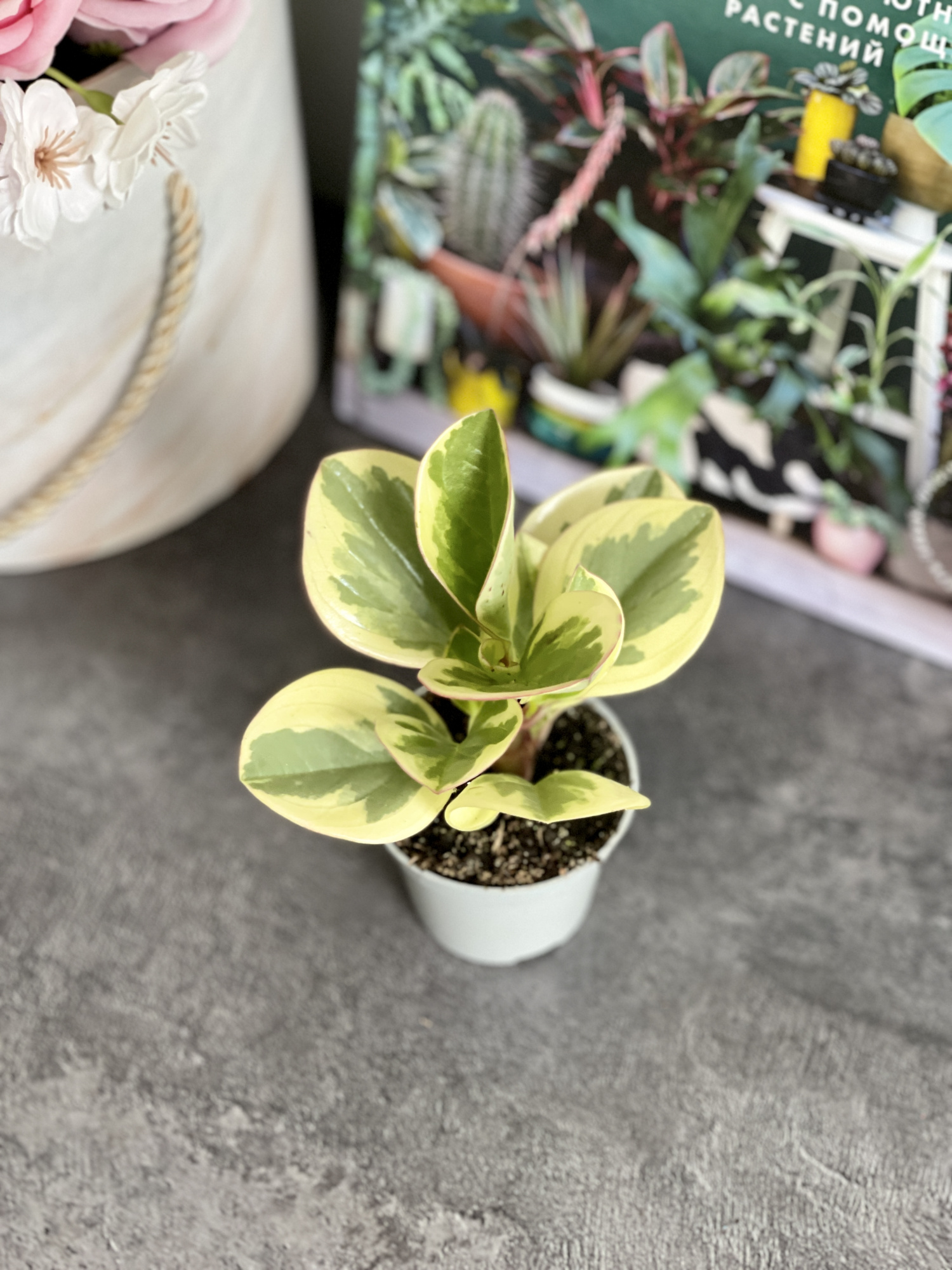 Пеперомия Туполистная Биколор (Peperomia Obtusifolia Bicolor) D5см