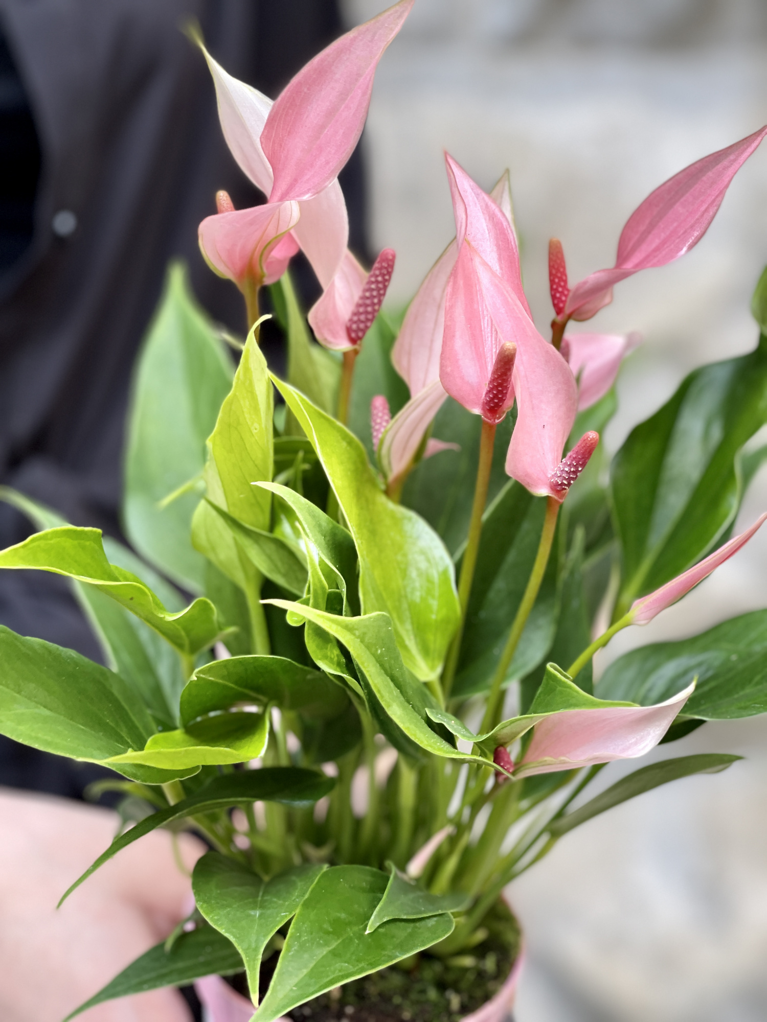 Антуриум Лилли (Anthurium Lilli) D9см