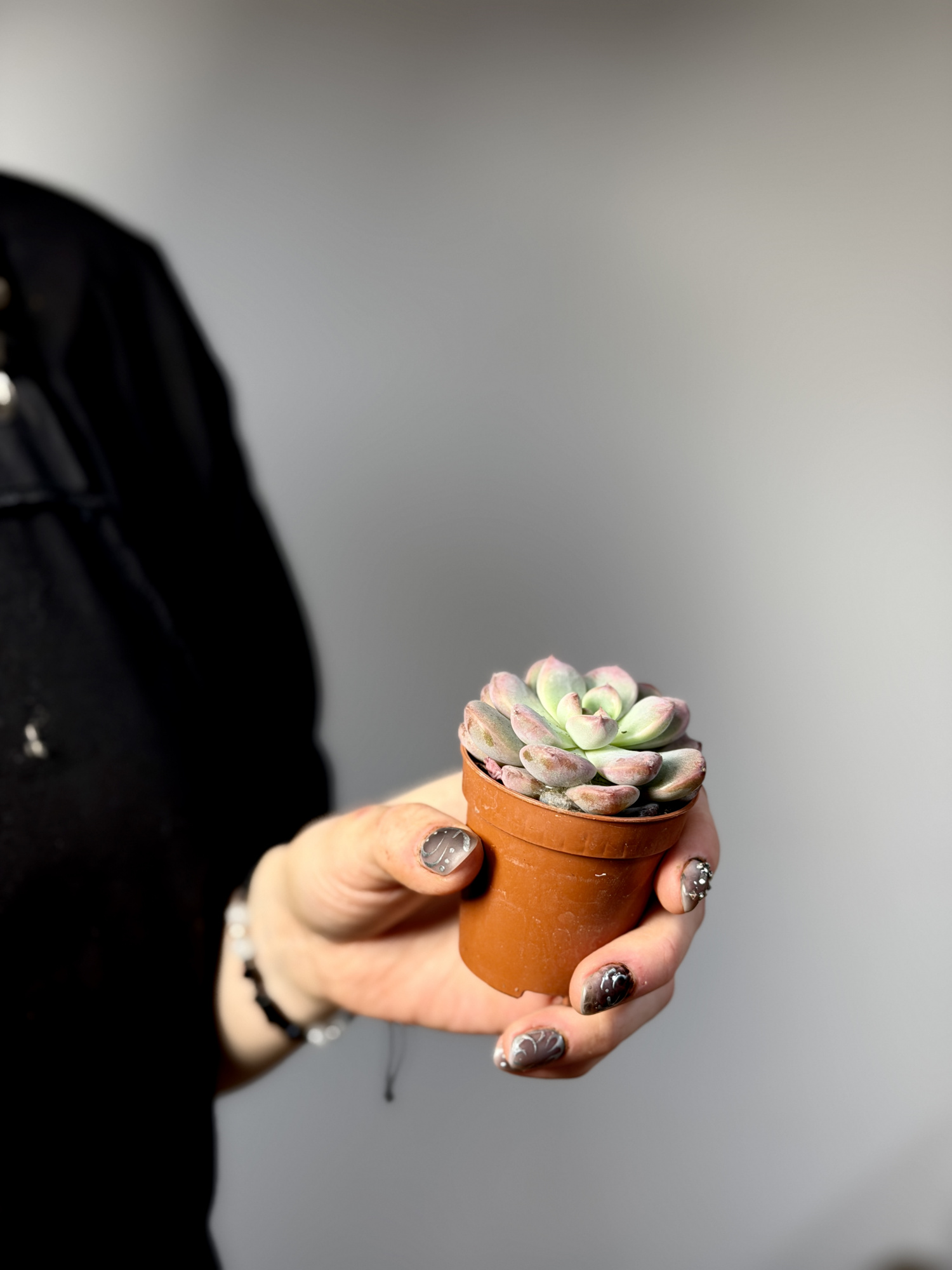 Эхеверия Монро (Echeveria Monroe) D5см