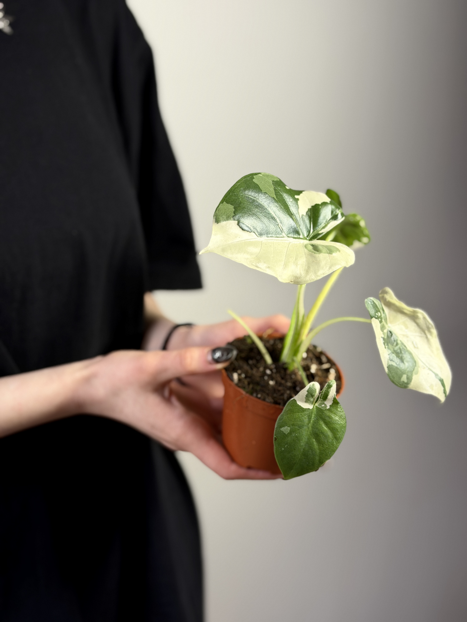 Алоказия Макрориза Вариегатная (Alocasia Macrorrhiza Variegata) D9см