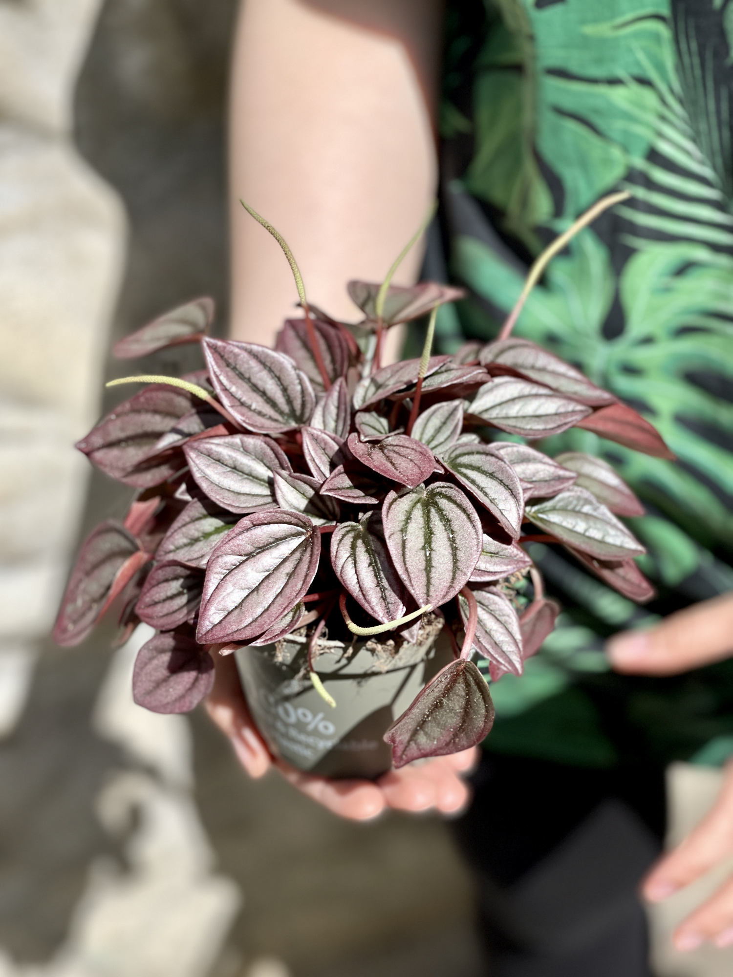 Пеперомия Каперата Кайен (Peperomia Сaperata Cayenne) D11см