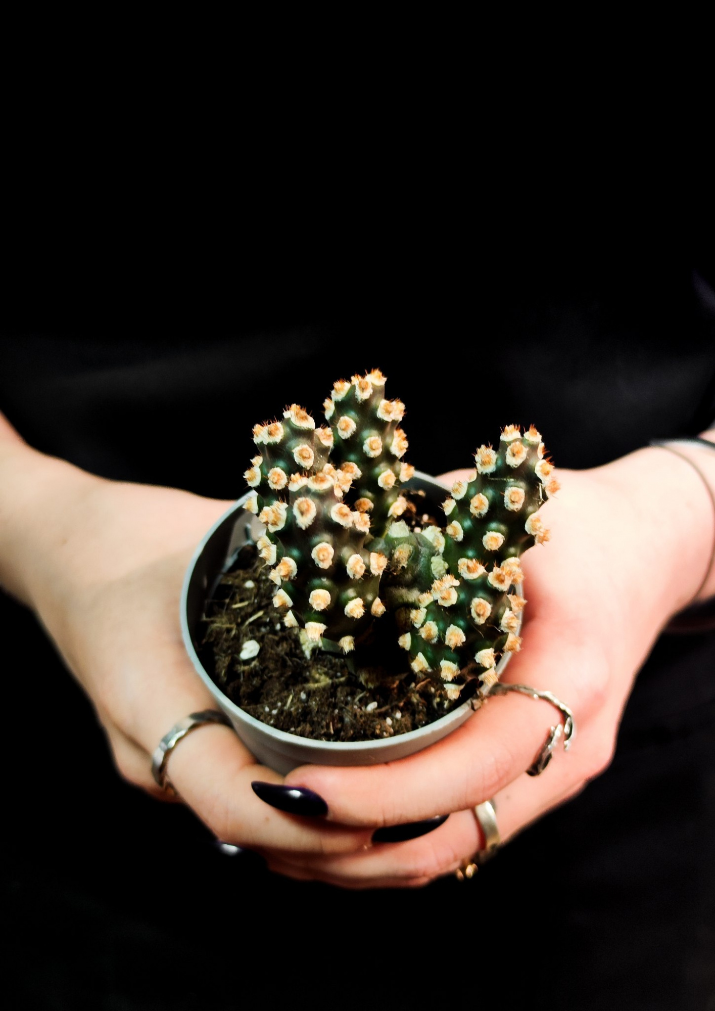 Тефрокактус Молинензис (Tephrocactus Molinensis) D6,5см