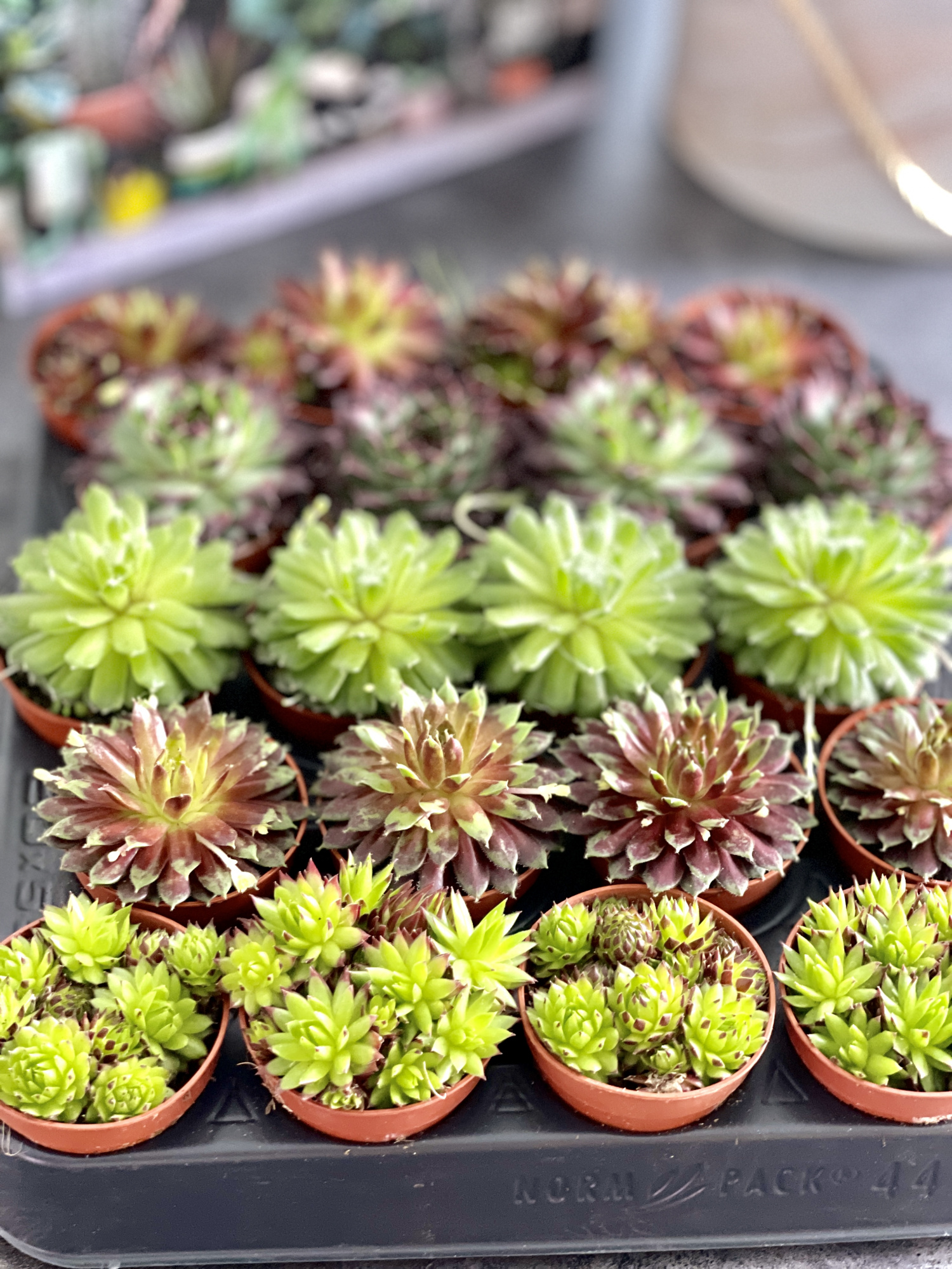Молодило Паутинистое (Sempervivum Аrachnoideum) D5см