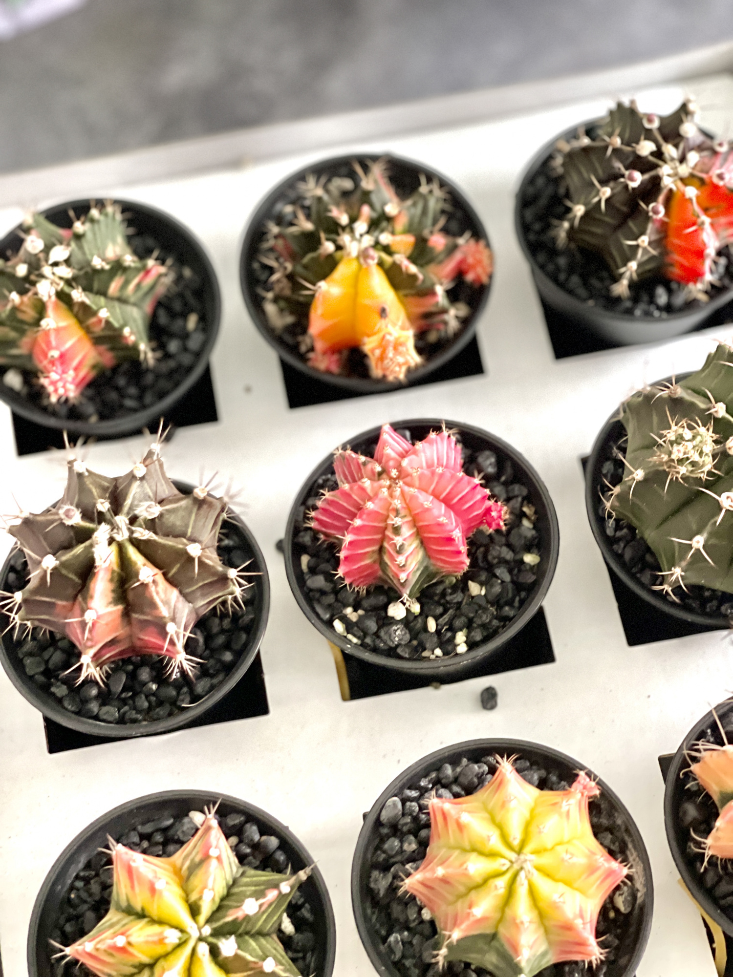 Кактус Гимнокалициум Михановича Вариегатный (Gymnocalycium Mihanovichii Variegata) D7см