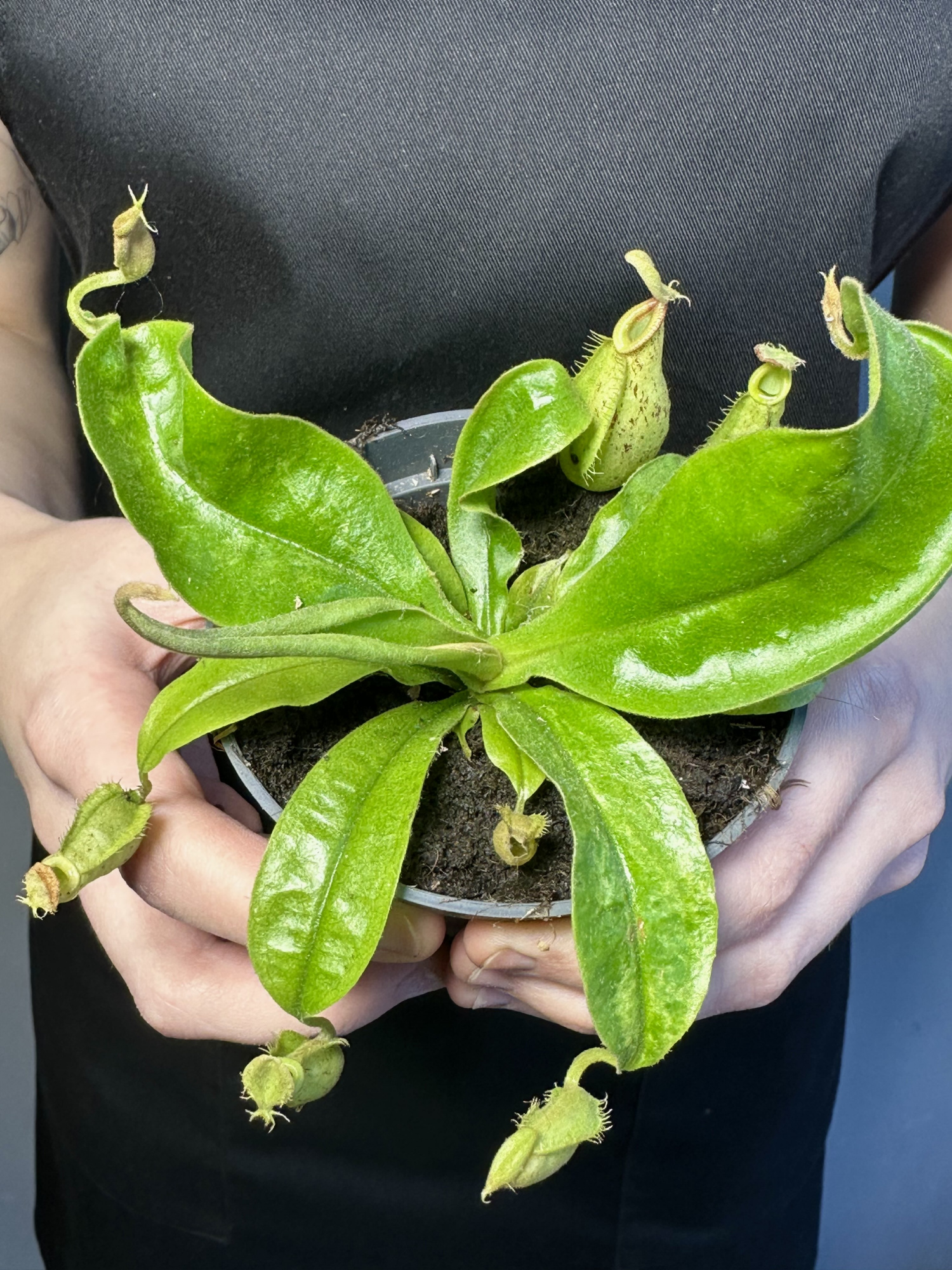 Непентес Хукериана (Nepenthes Hookeriana) D9см