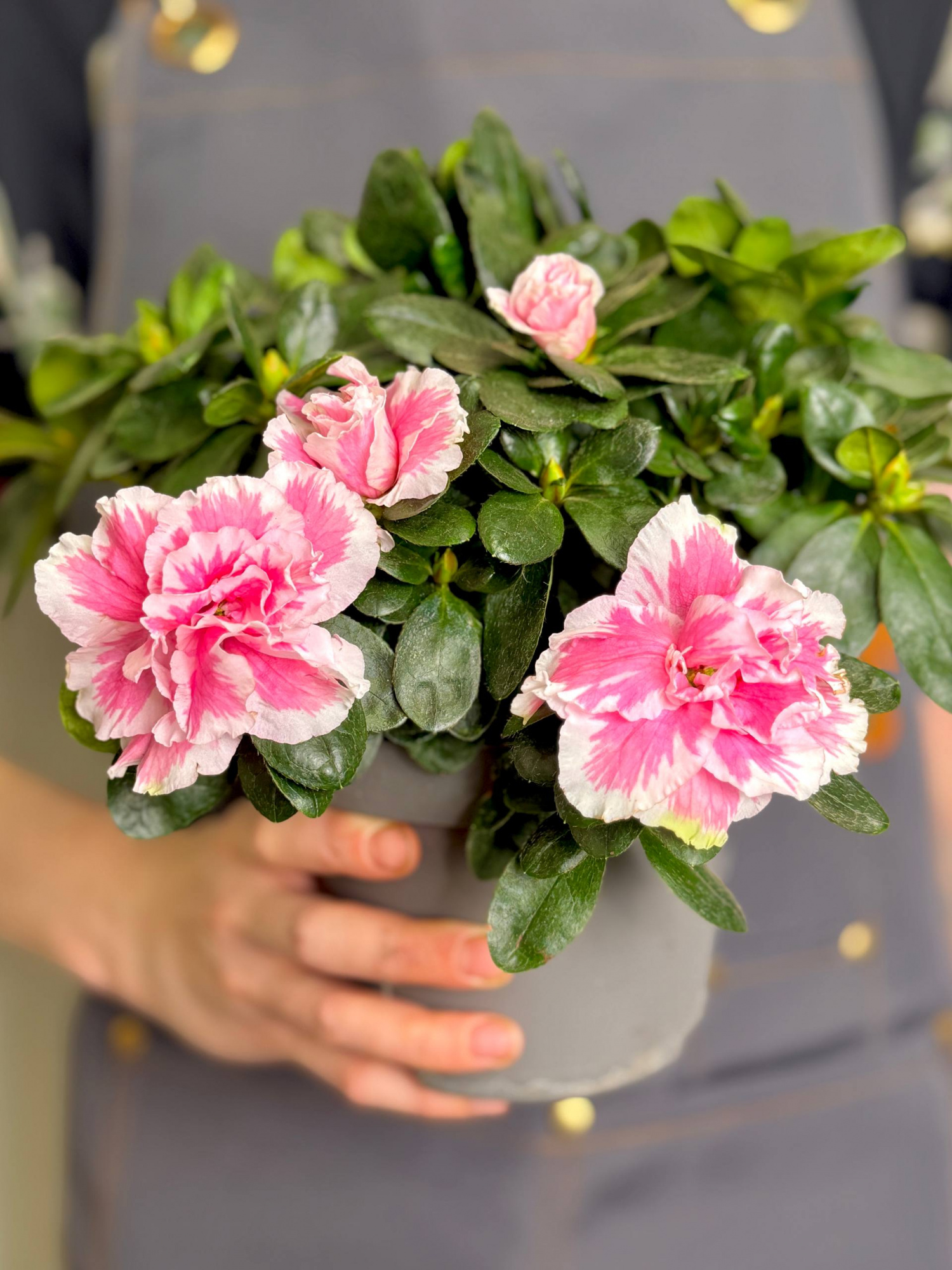 Рододендрон (Азалия) Индика Биколор (Azalea Indica Bicolor) D13см